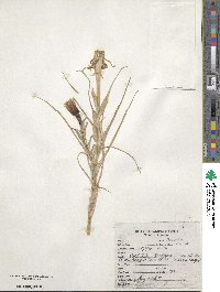 Tragopogon pratensis image