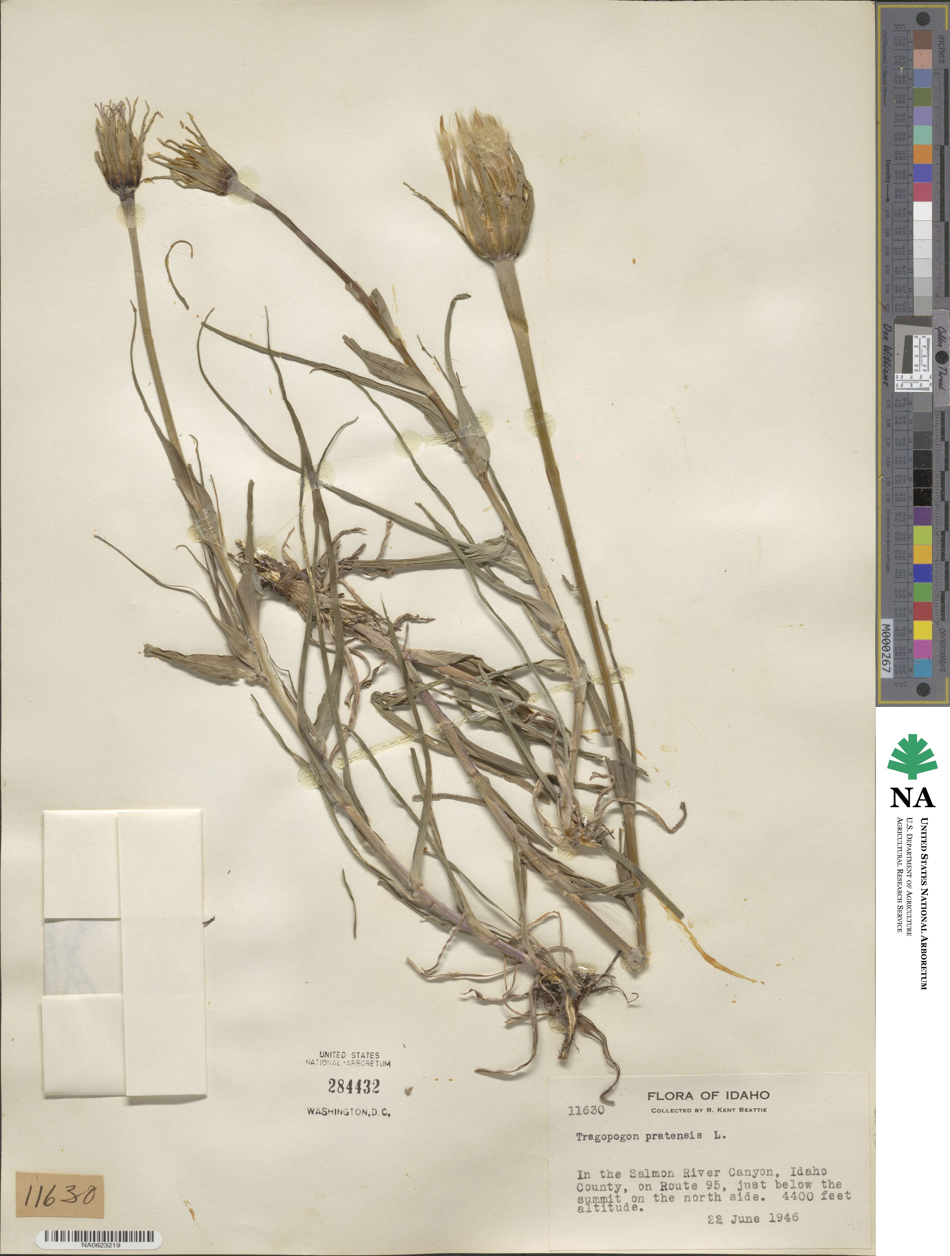 Tragopogon pratensis image