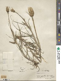 Tragopogon pratensis image