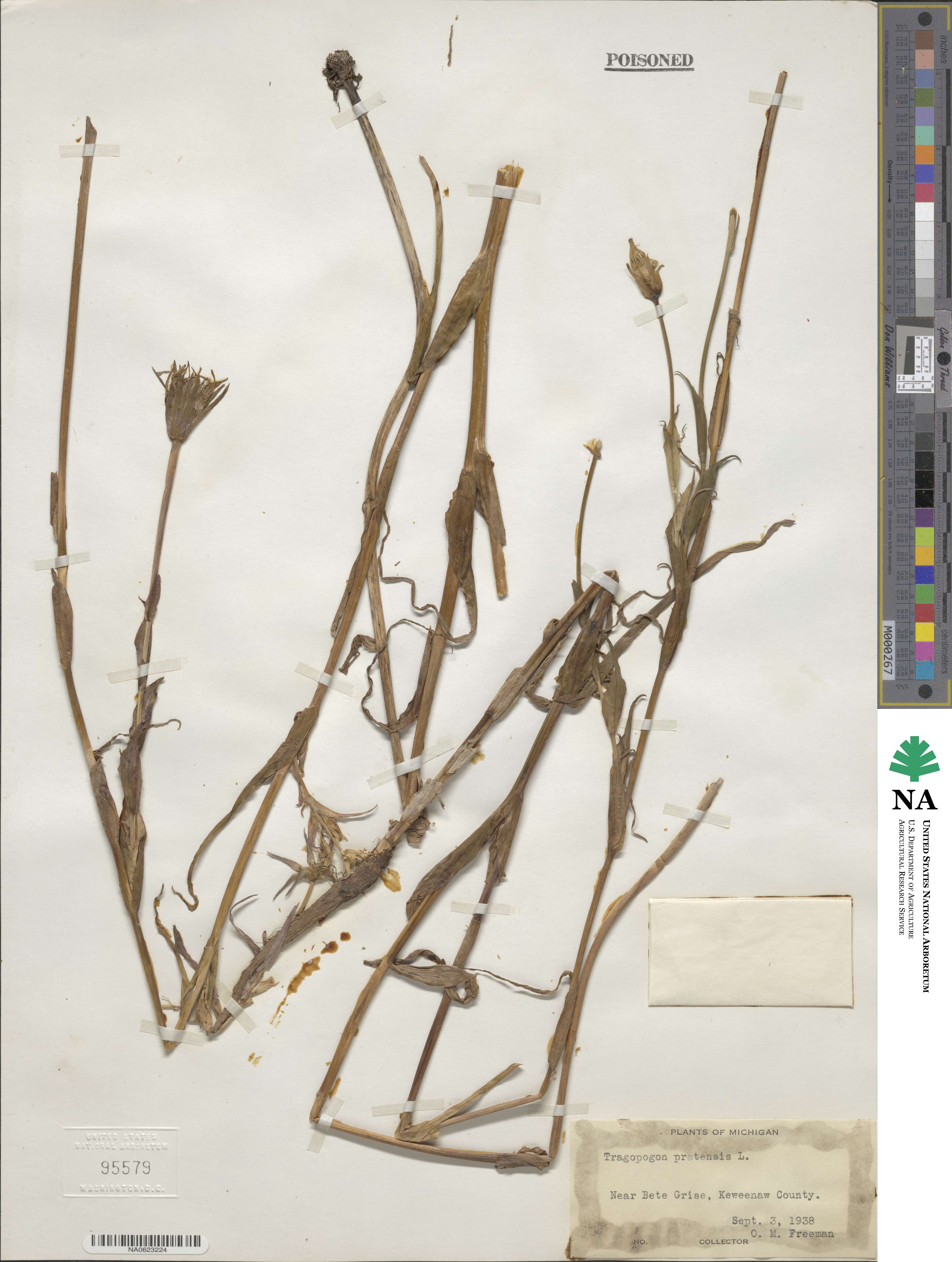 Tragopogon pratensis image