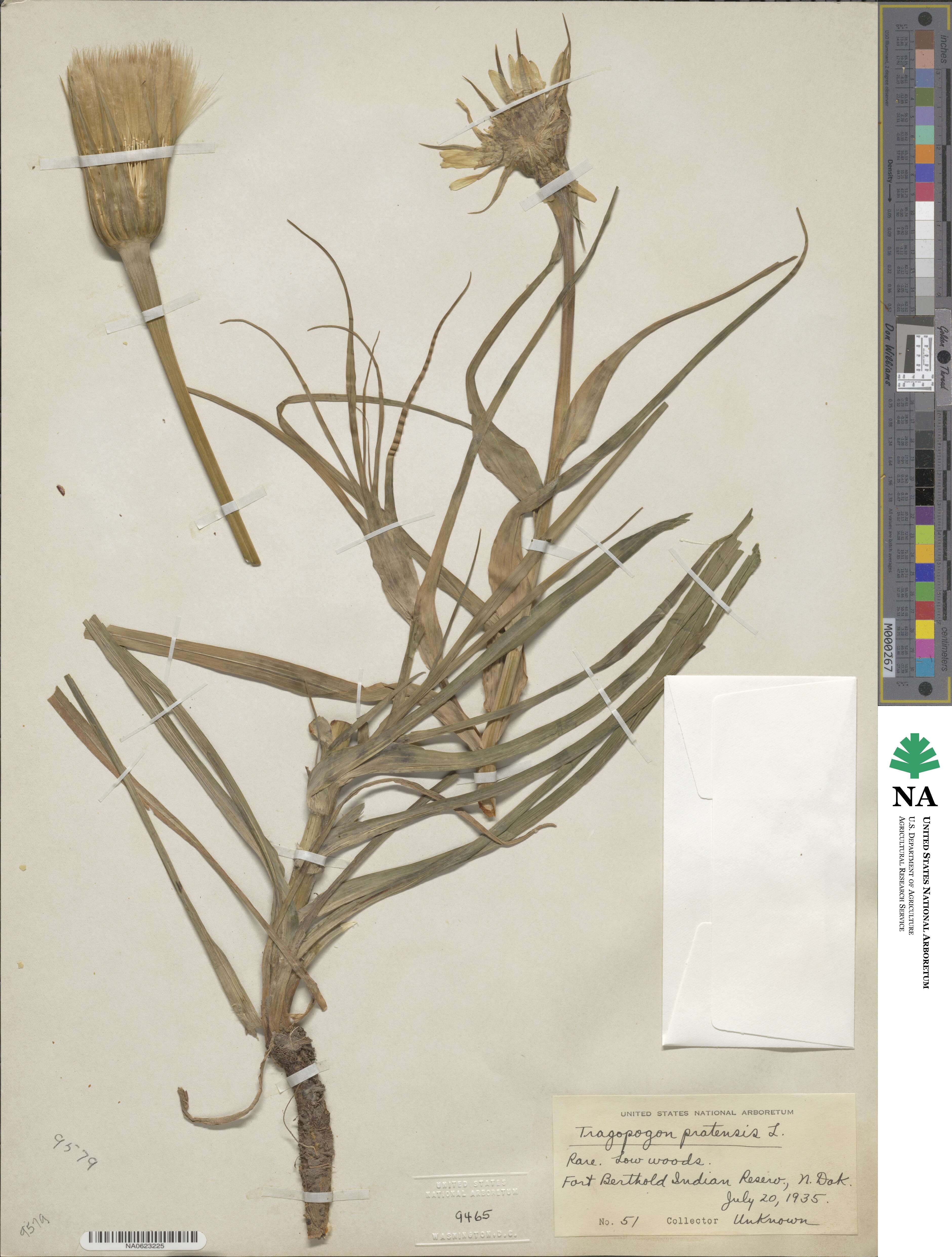 Tragopogon pratensis image
