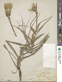 Tragopogon pratensis image