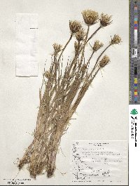 Tragopogon pratensis image