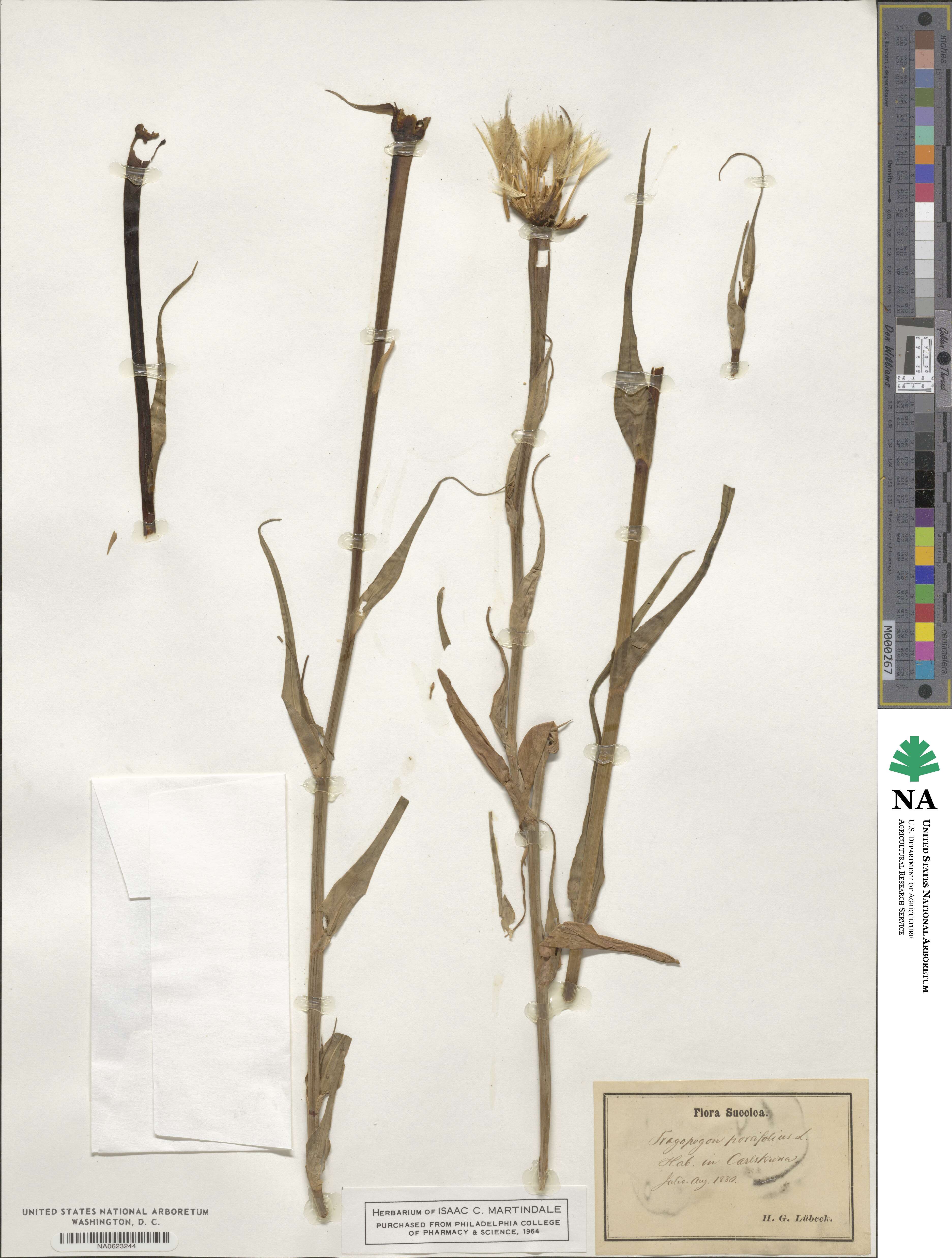 Tragopogon porrifolius image