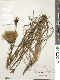 Tragopogon porrifolius image