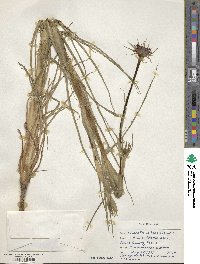 Tragopogon porrifolius image