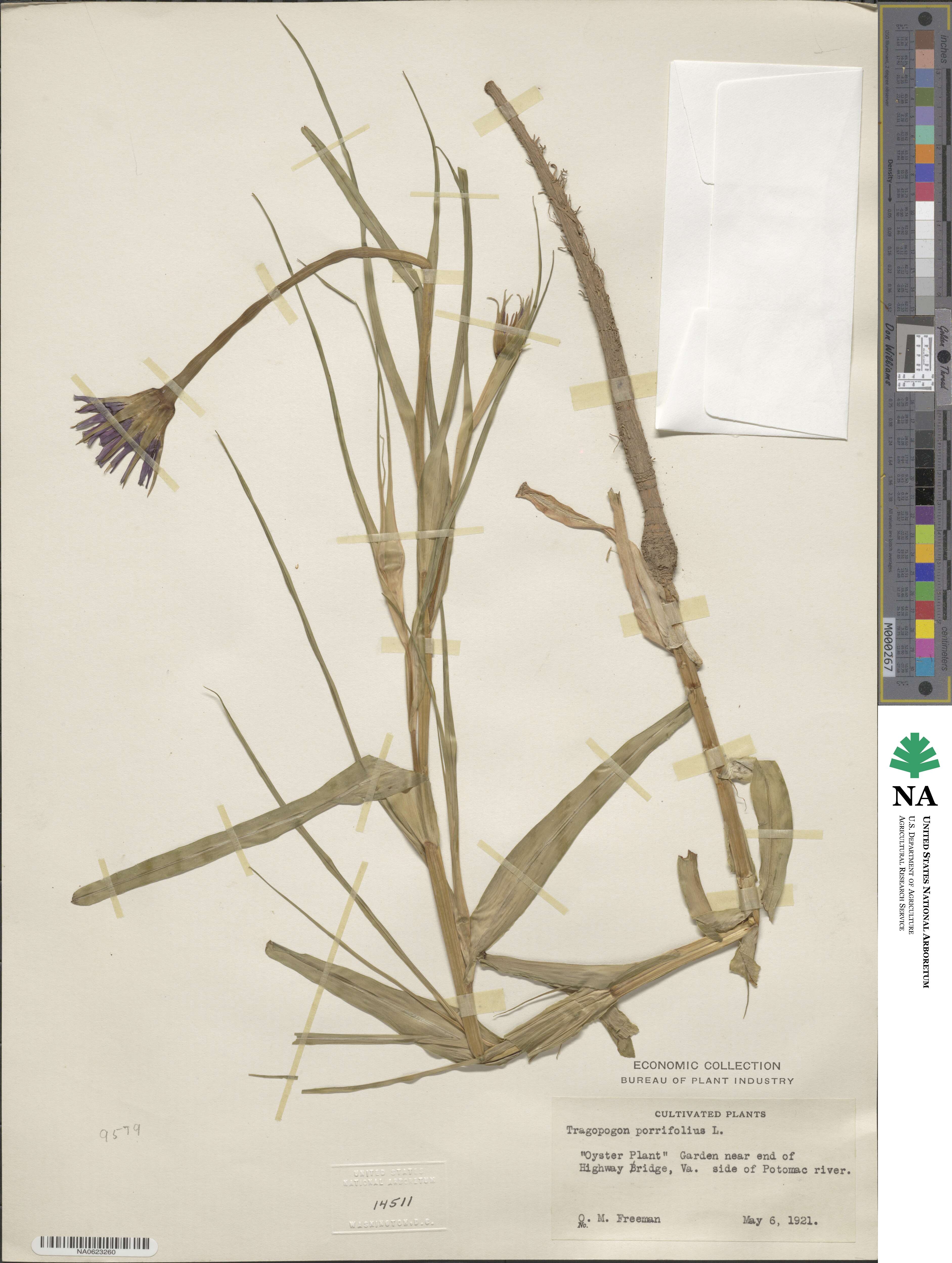 Tragopogon porrifolius image