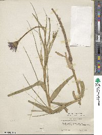 Tragopogon porrifolius image