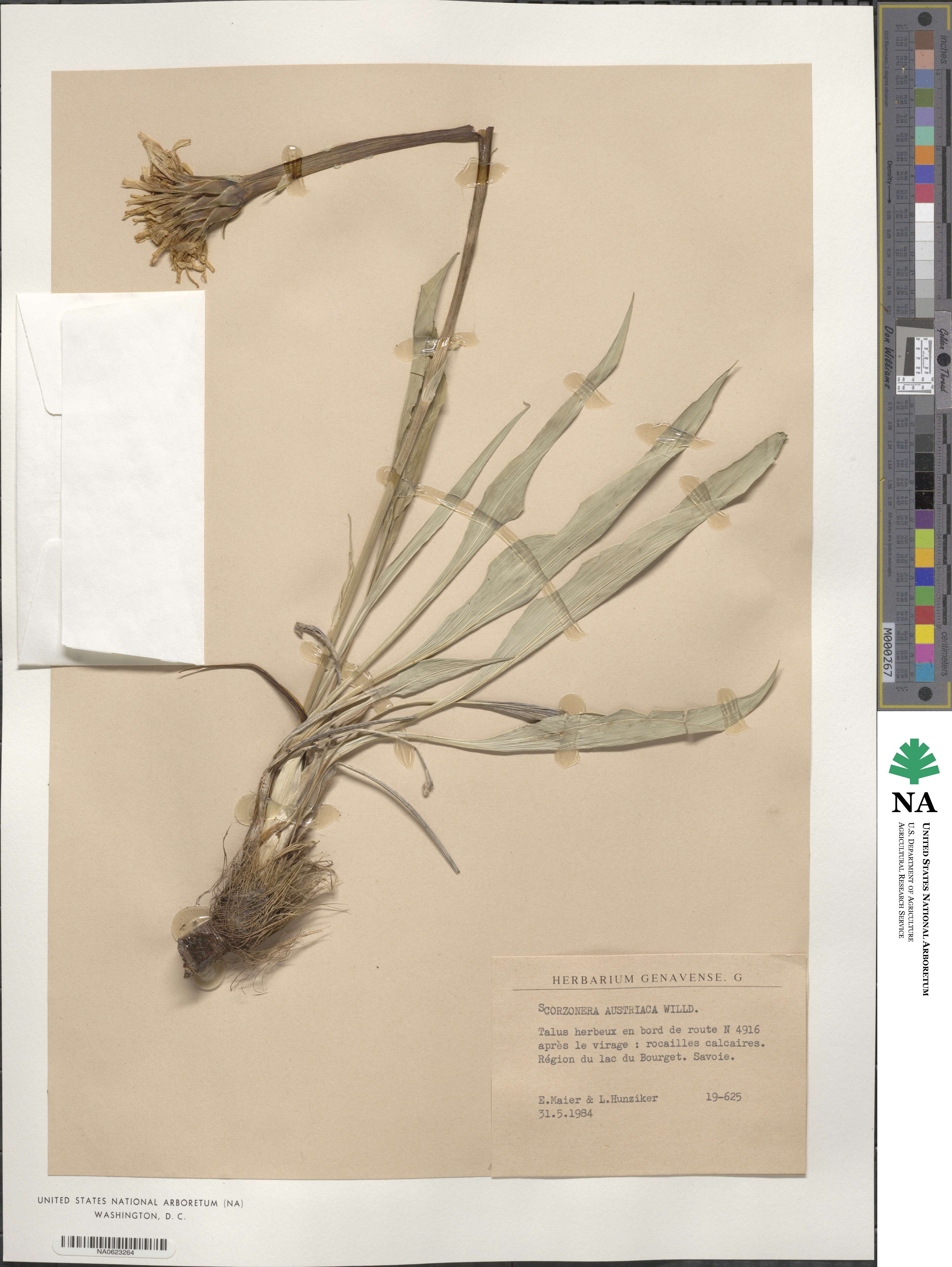 Scorzonera austriaca image