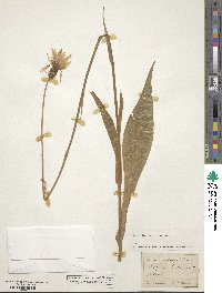 Pseudopodospermum hispanicum subsp. hispanicum image