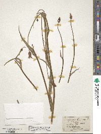 Pseudopodospermum hispanicum subsp. hispanicum image