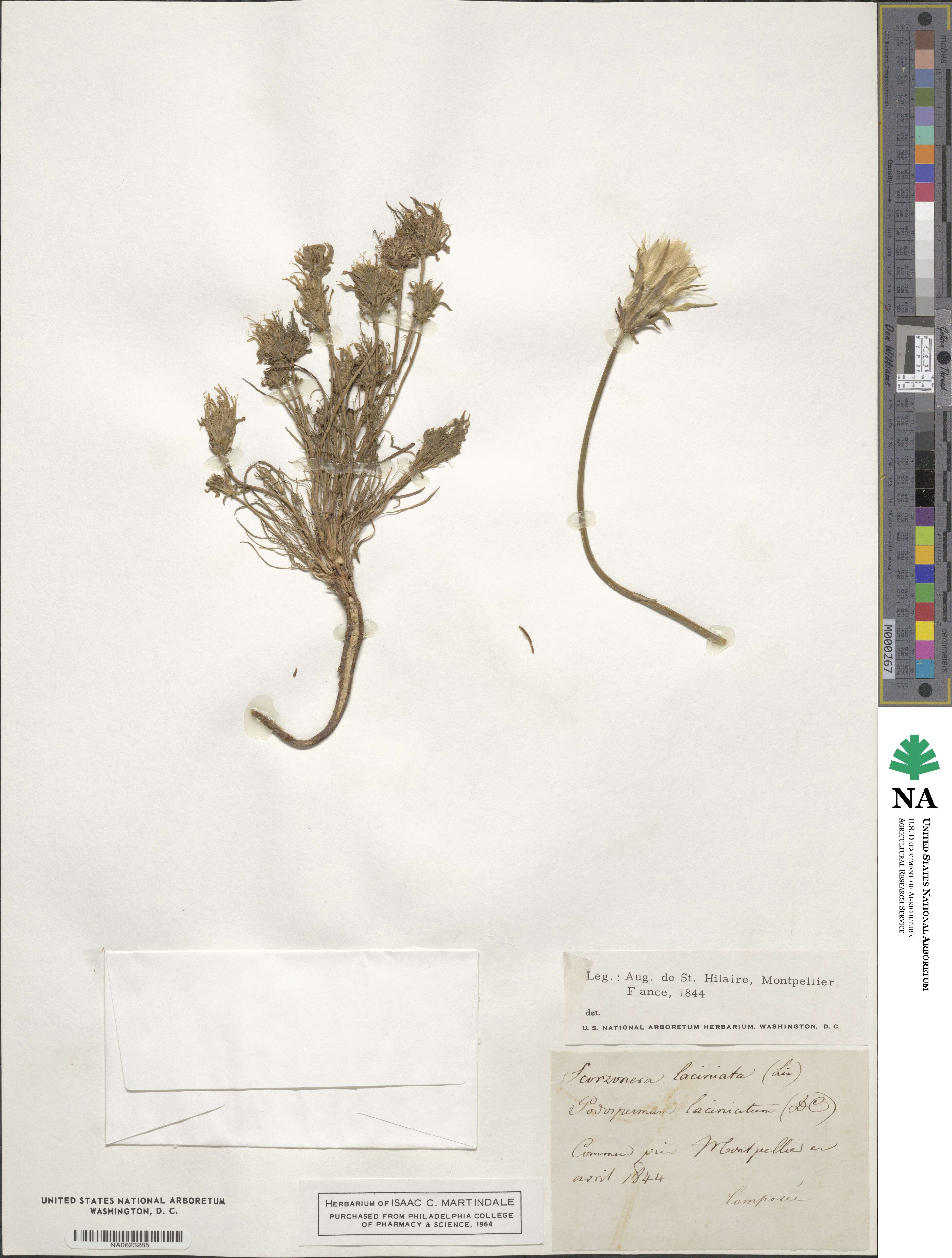 Scorzonera laciniata image