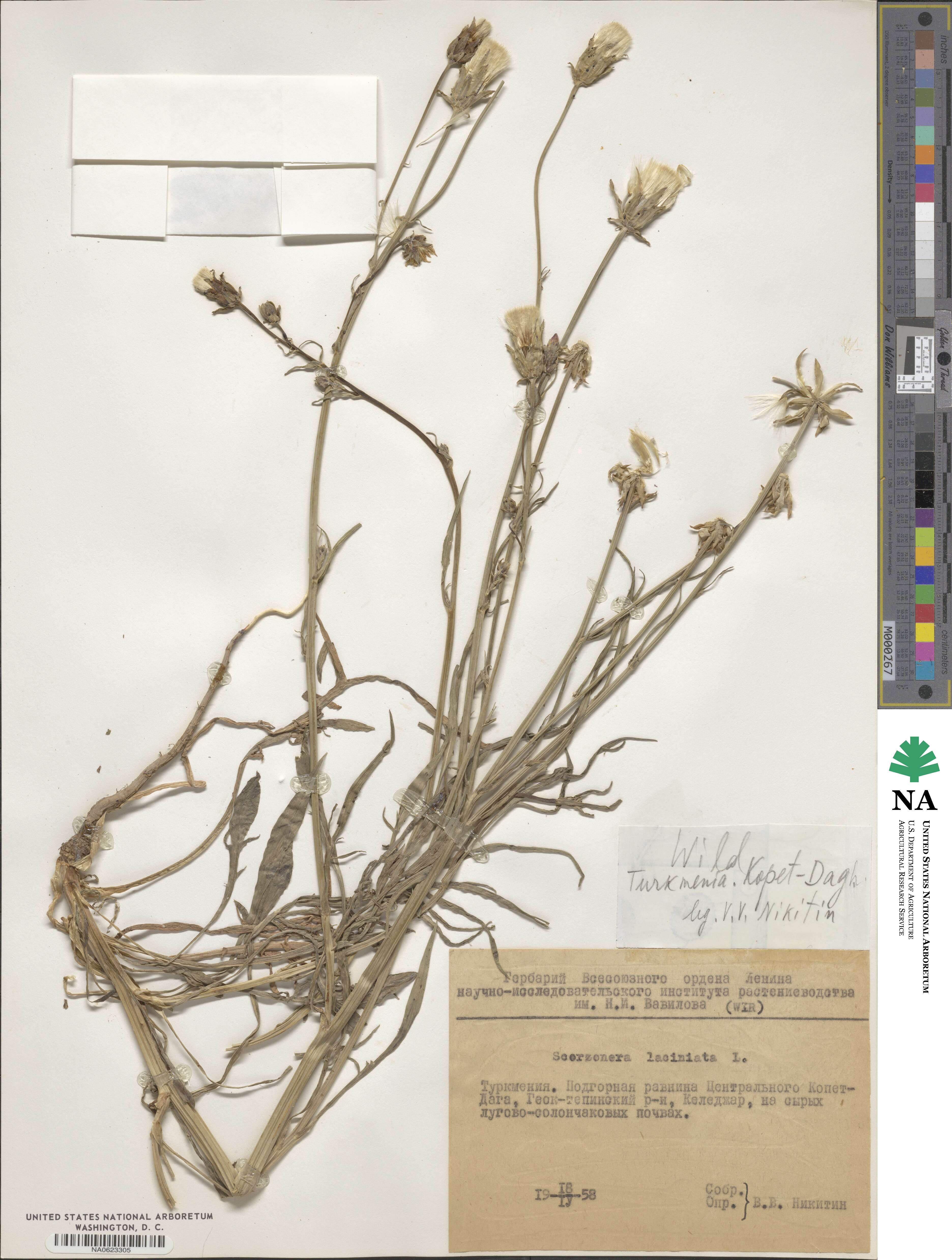 Scorzonera laciniata image