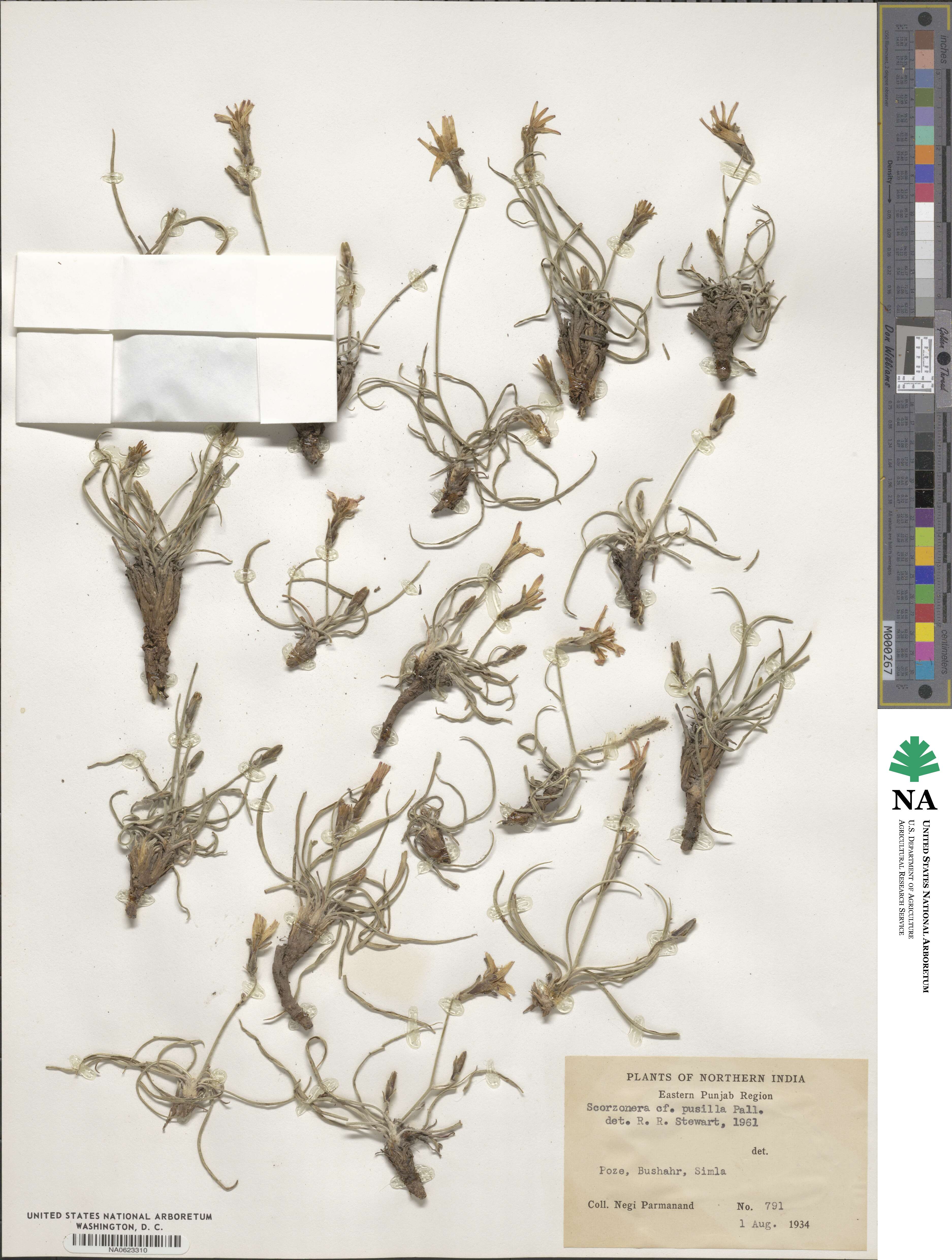 Takhtajaniantha pusilla image