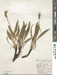 Scorzonera radiata image