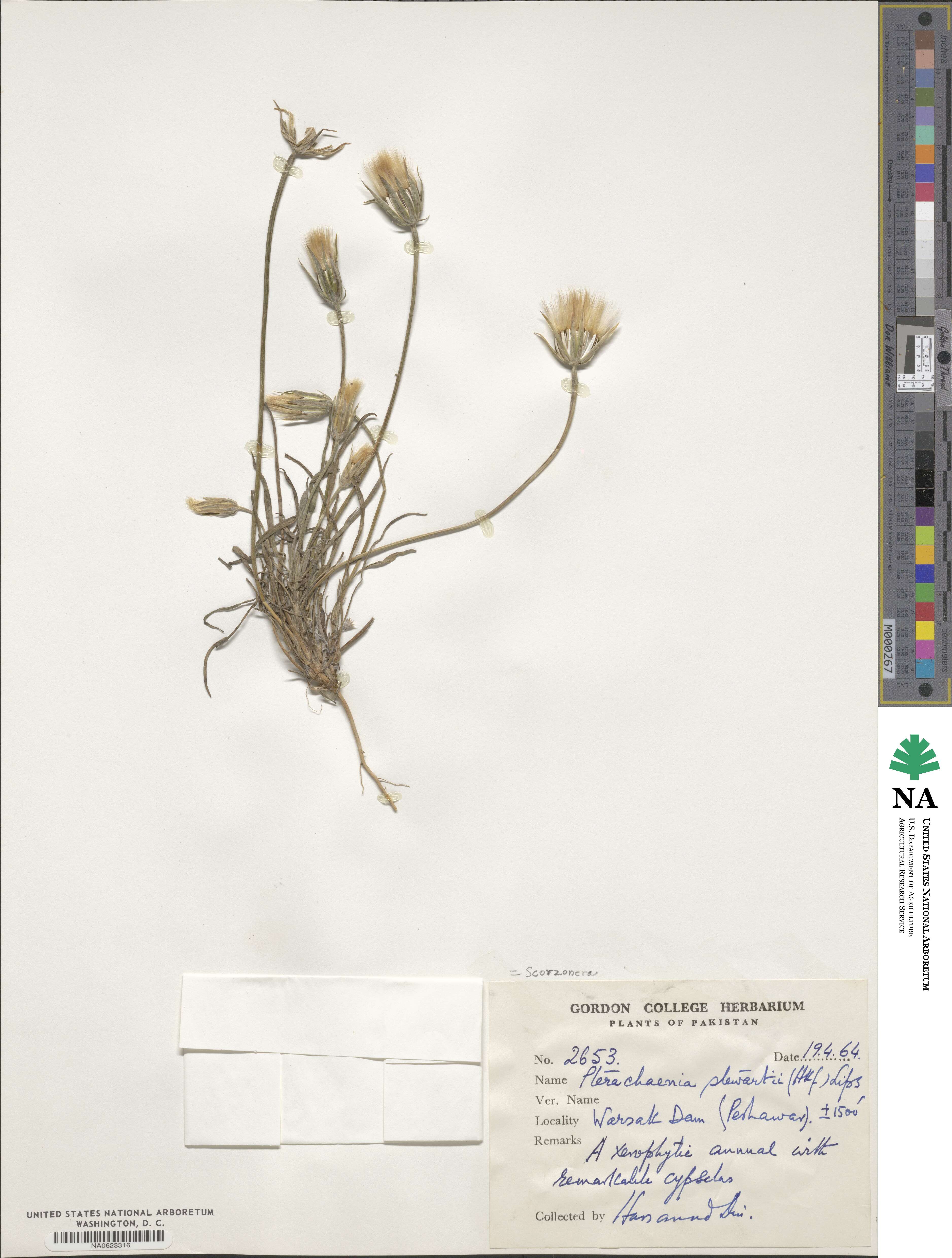 Pterachaenia stewartii image