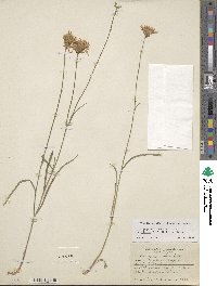 Pinaropappus roseus subsp. roseus image