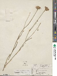 Pinaropappus roseus subsp. roseus image