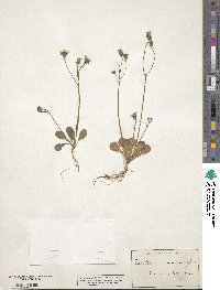 Crepis sancta subsp. sancta image