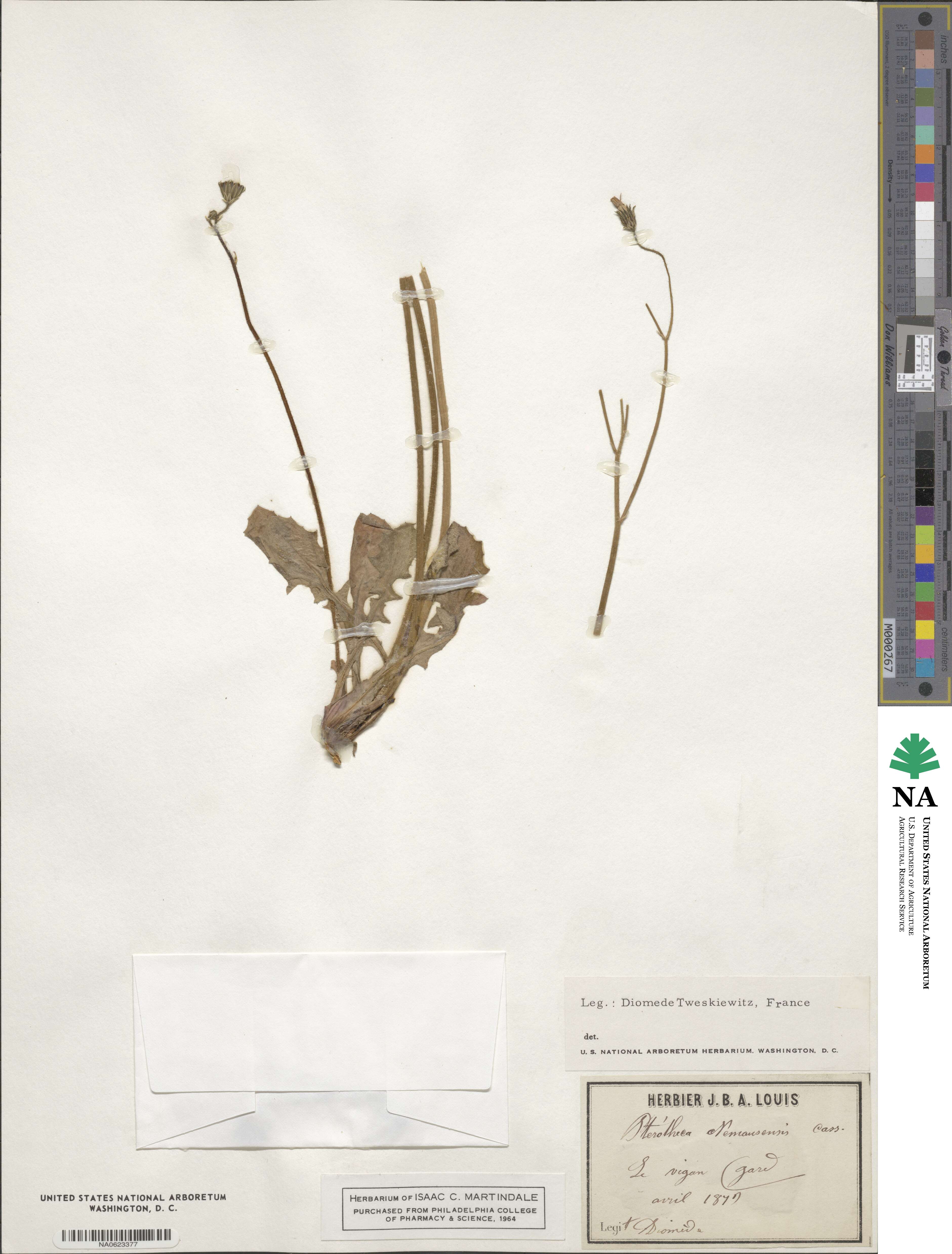 Crepis sancta subsp. sancta image