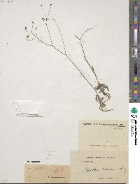 Crepis sancta subsp. falconeri image