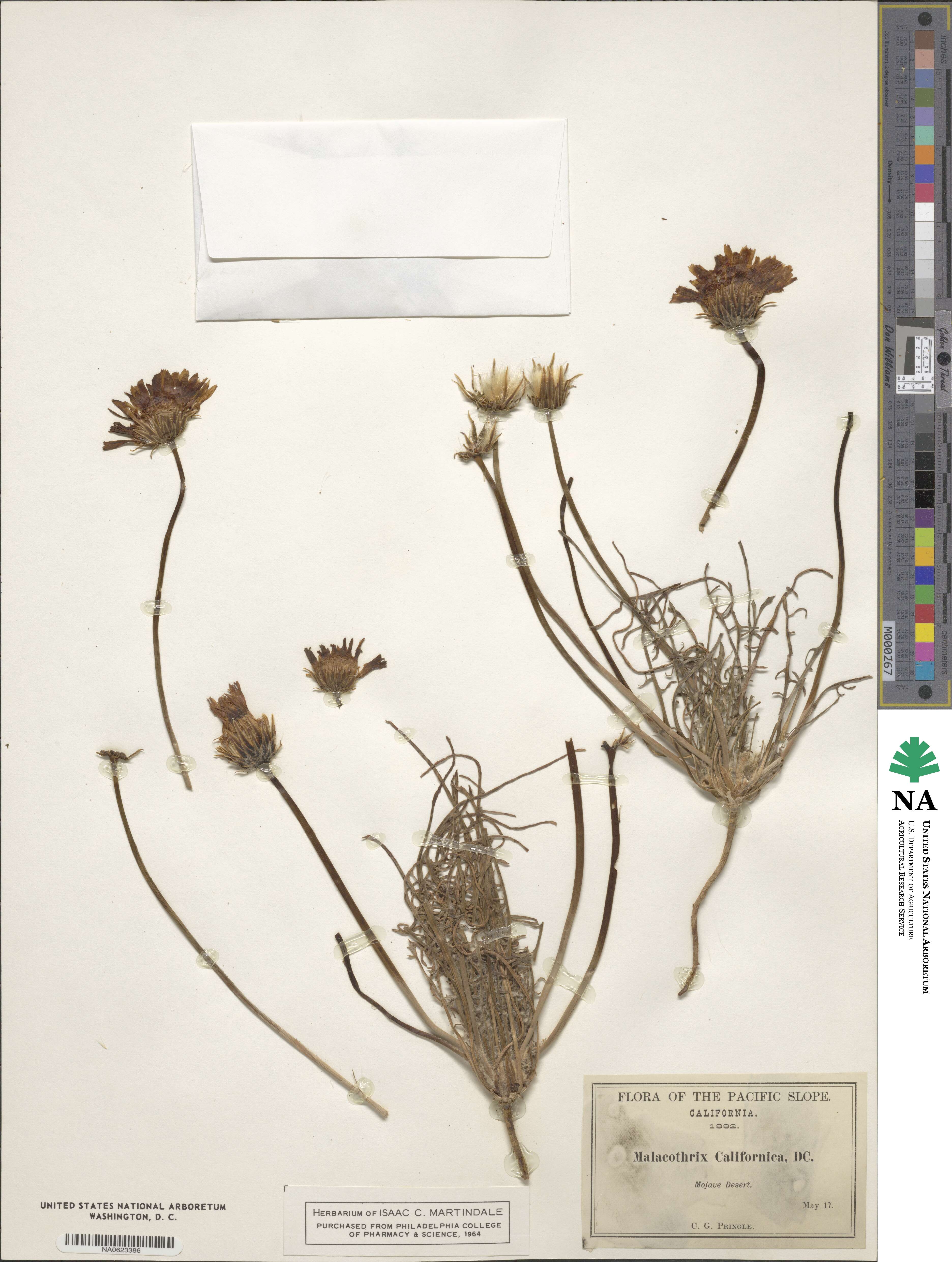 Malacothrix californica image
