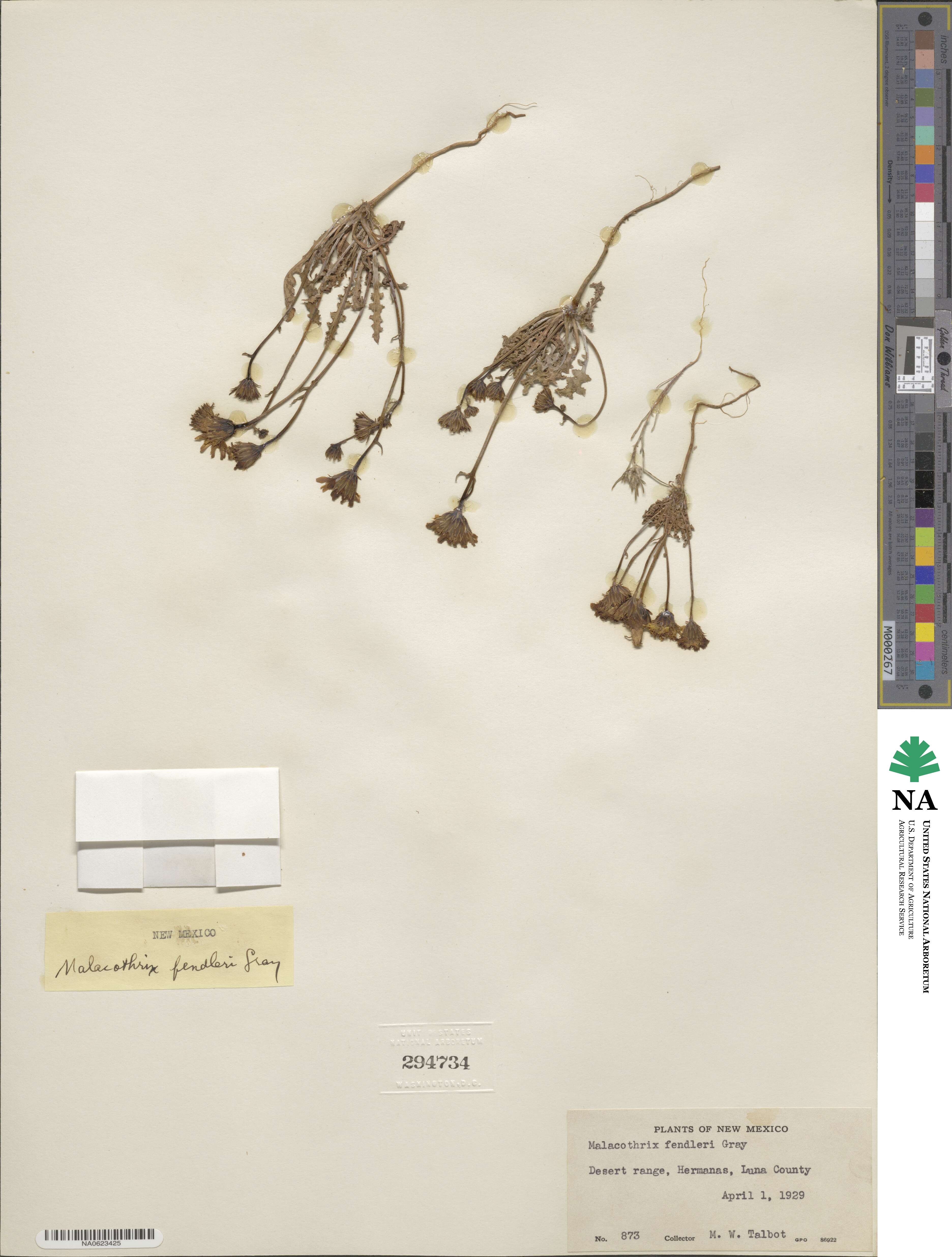 Malacothrix fendleri image