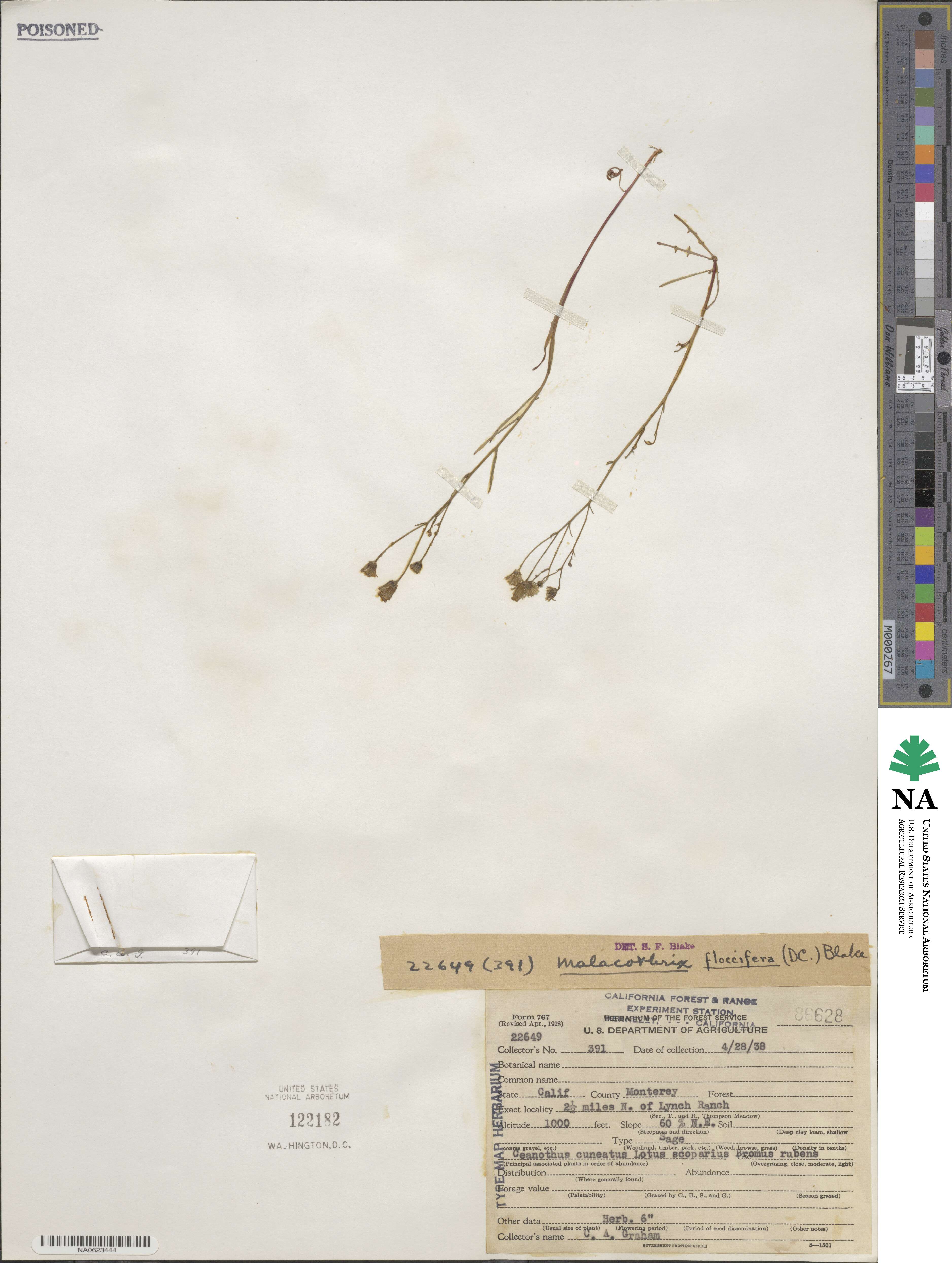 Malacothrix floccifera image