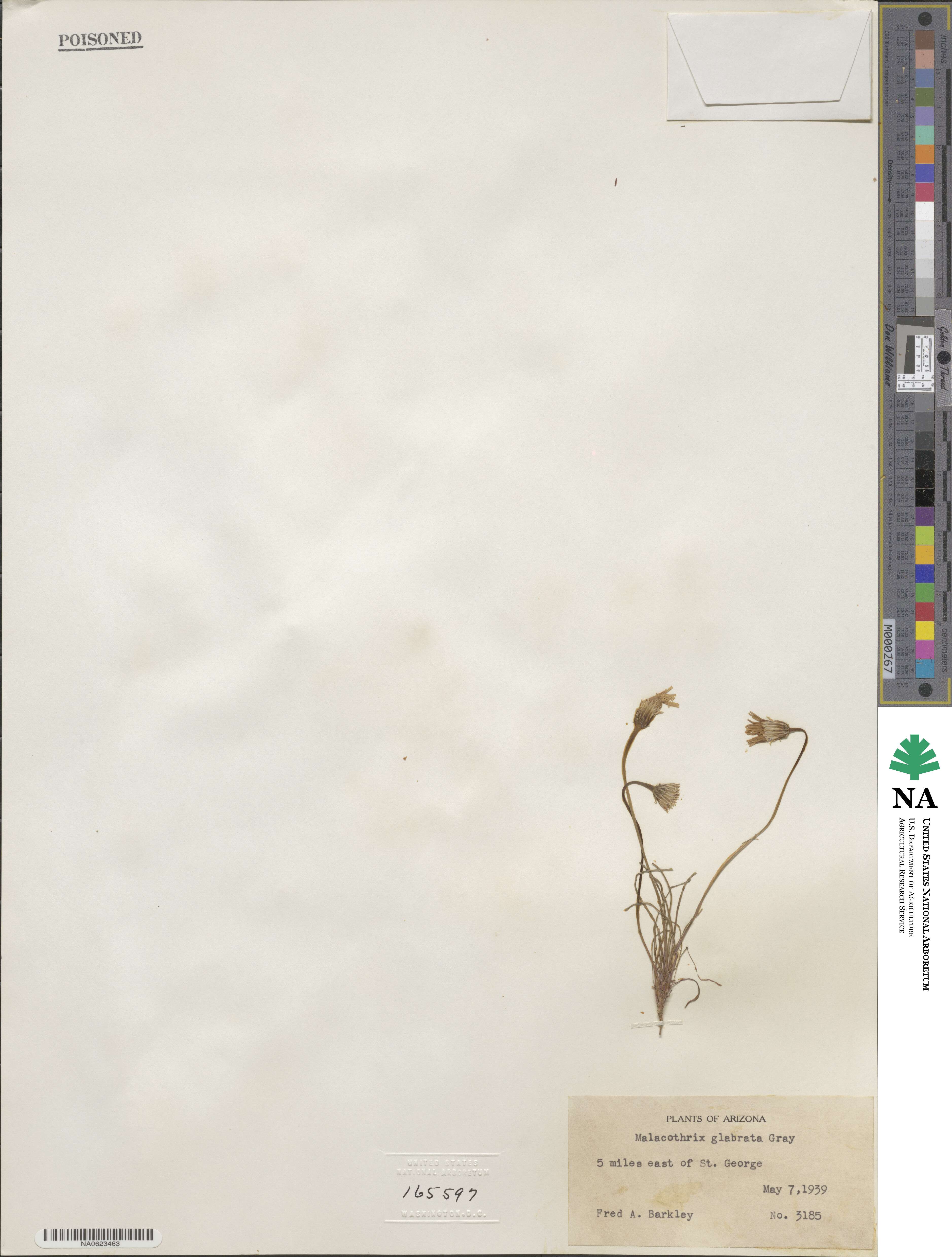 Malacothrix glabrata image