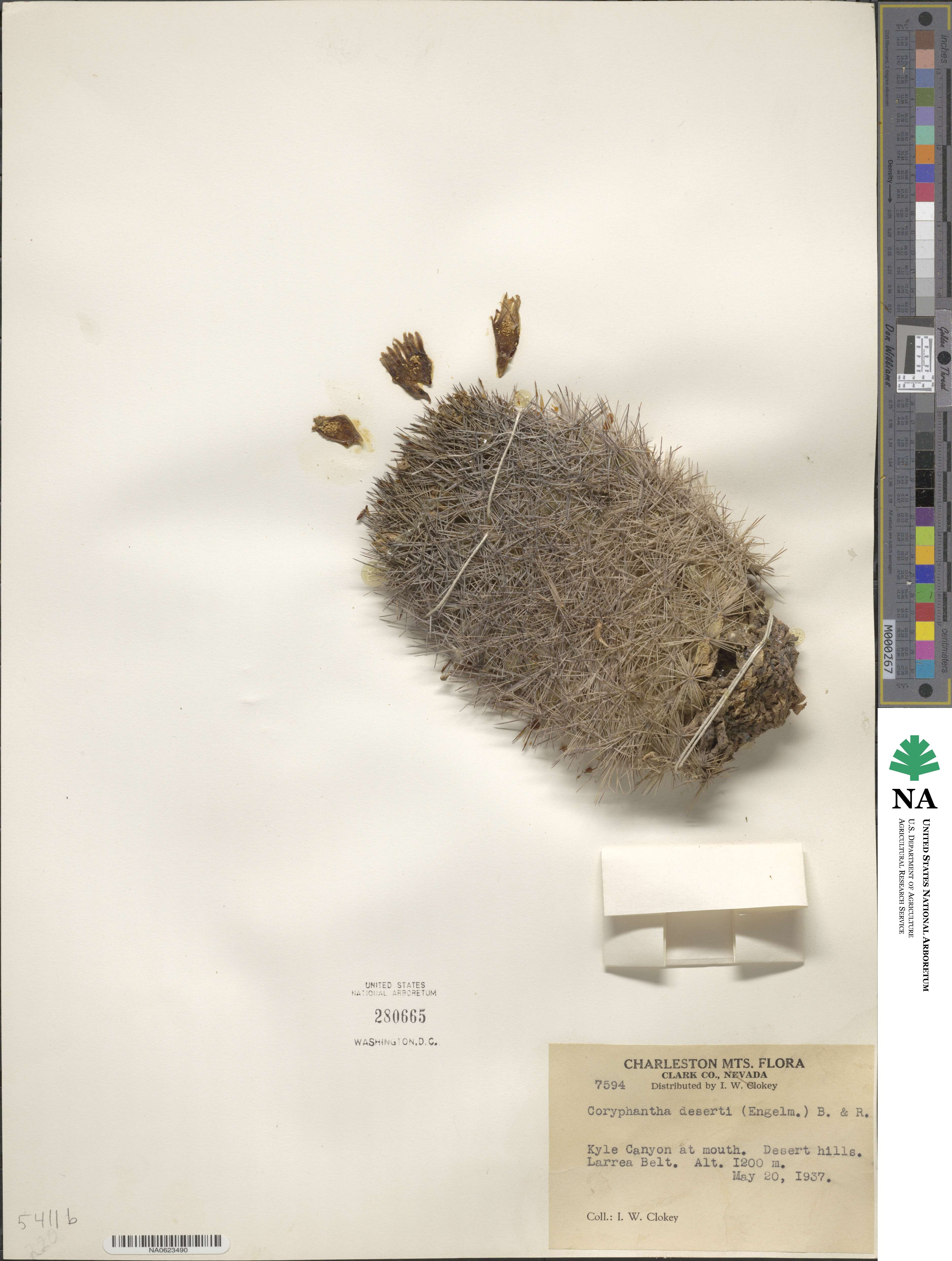 Pelecyphora vivipara image
