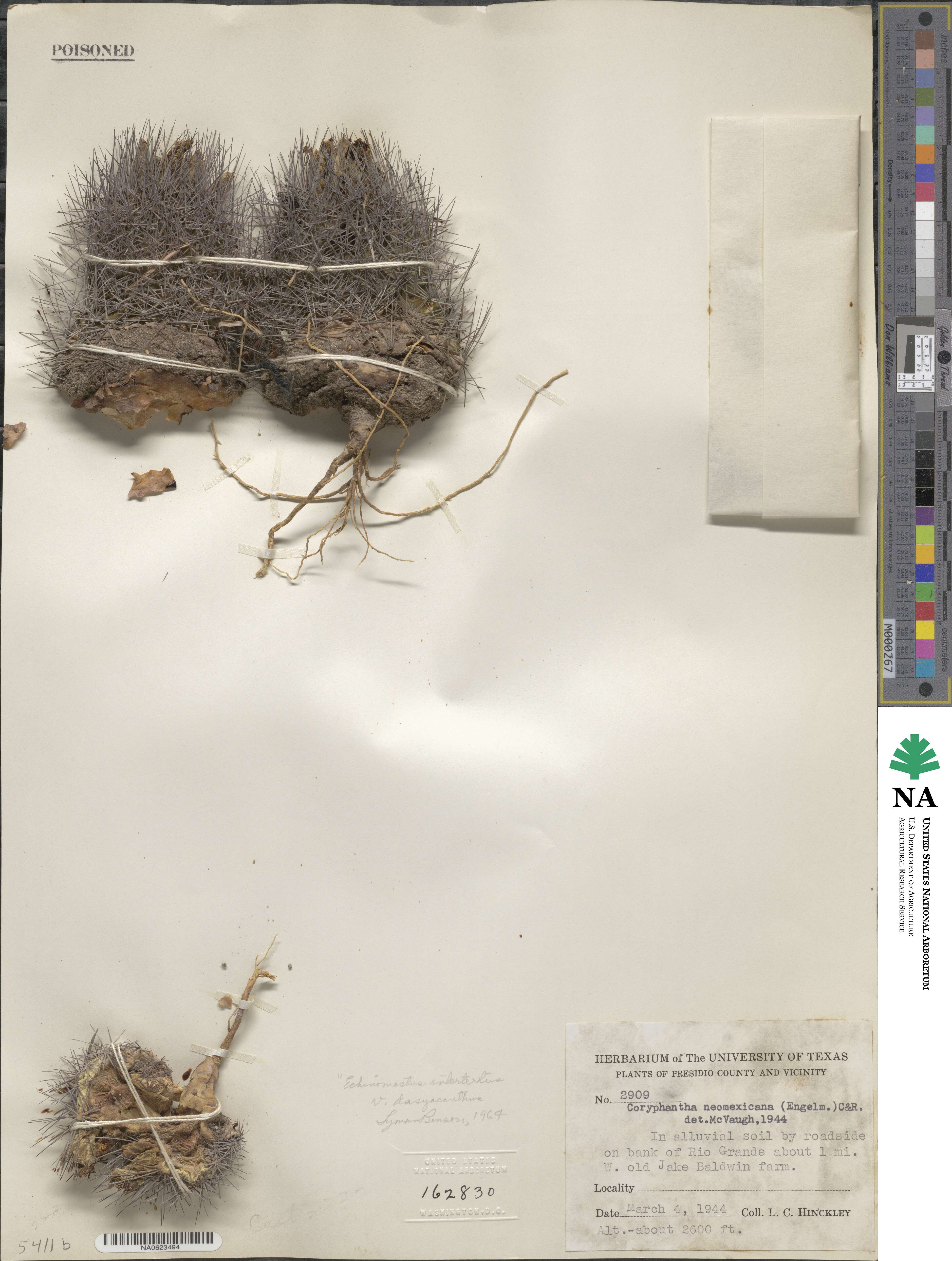Pelecyphora vivipara image