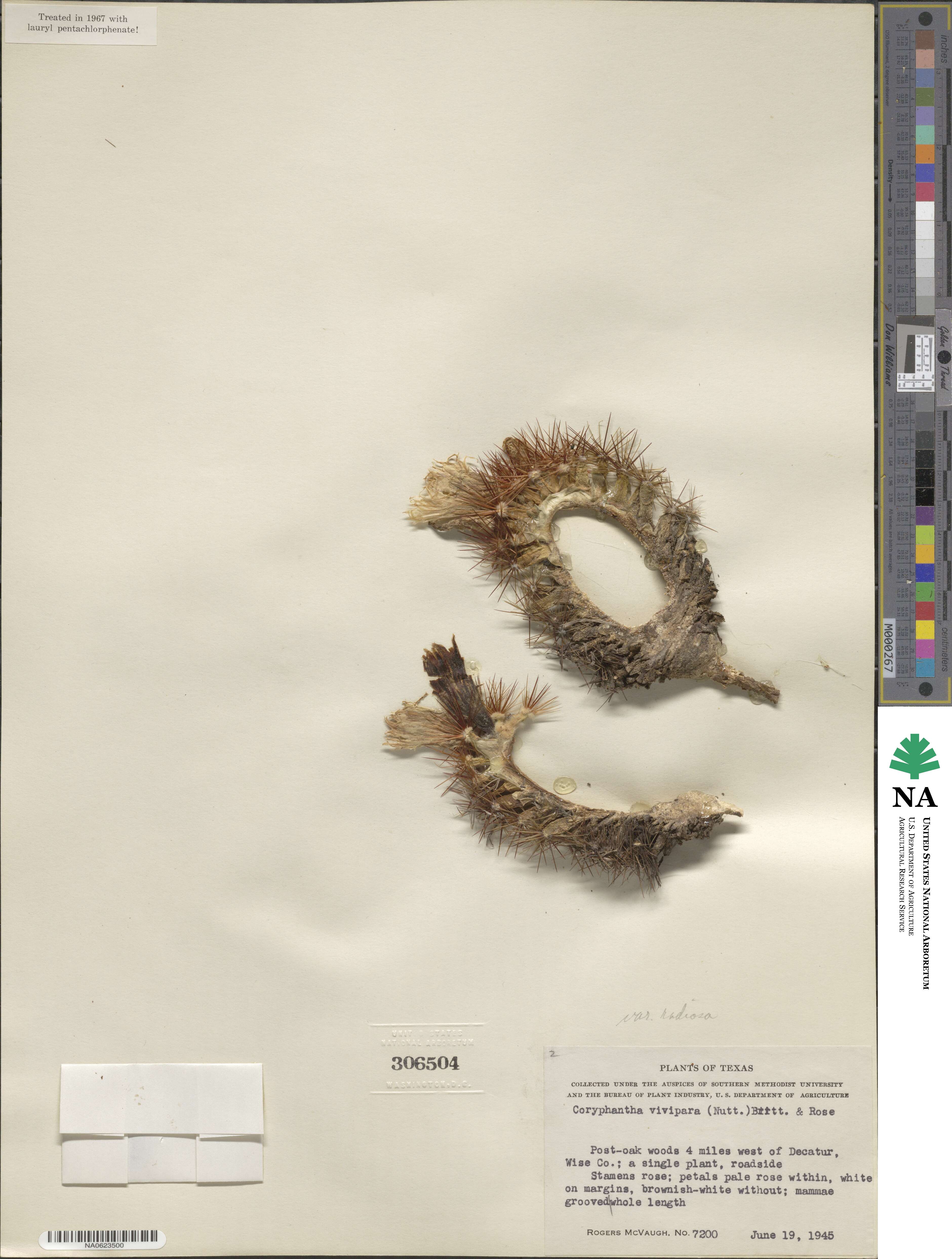 Pelecyphora vivipara image