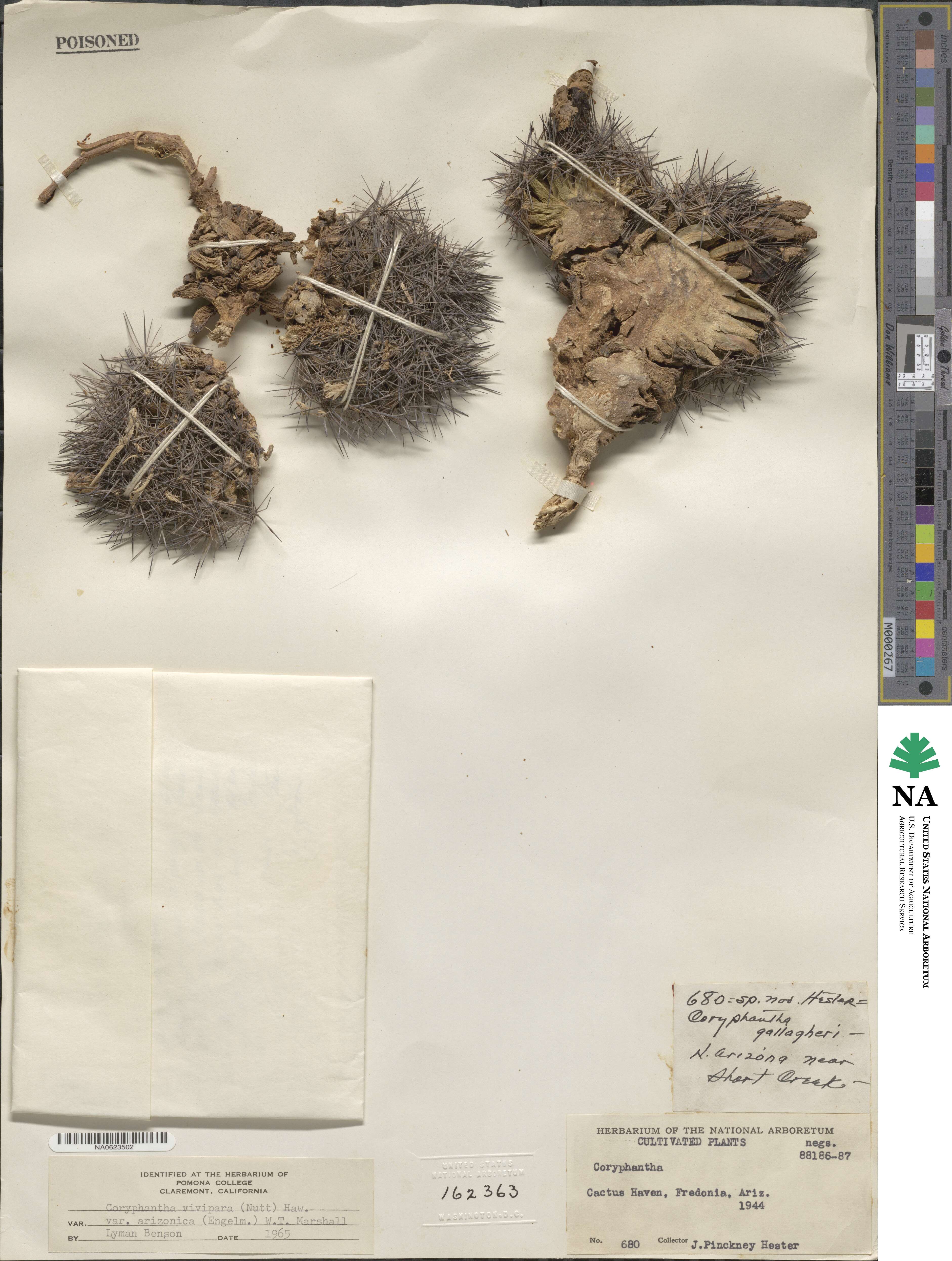 Pelecyphora vivipara image