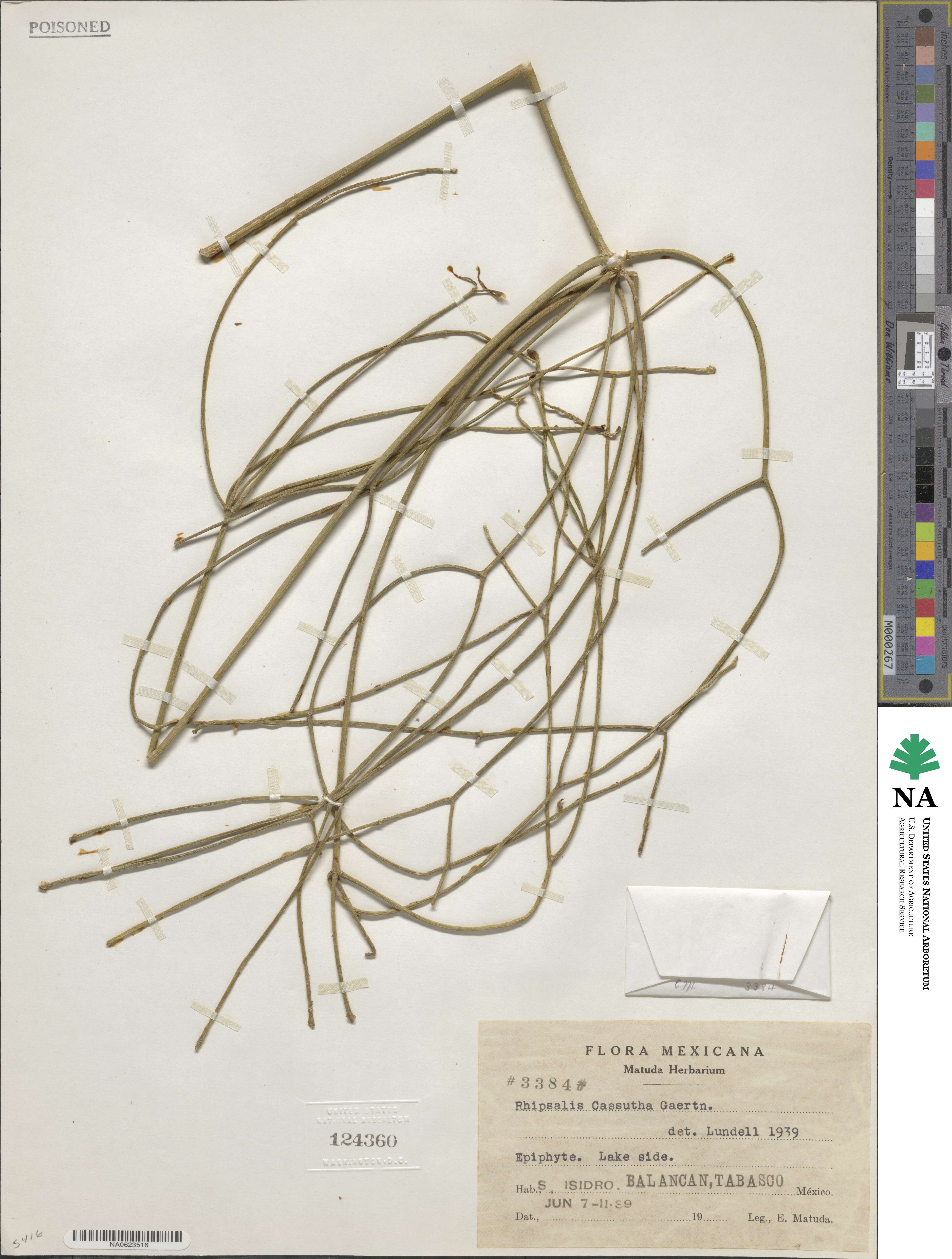 Rhipsalis parasitica image