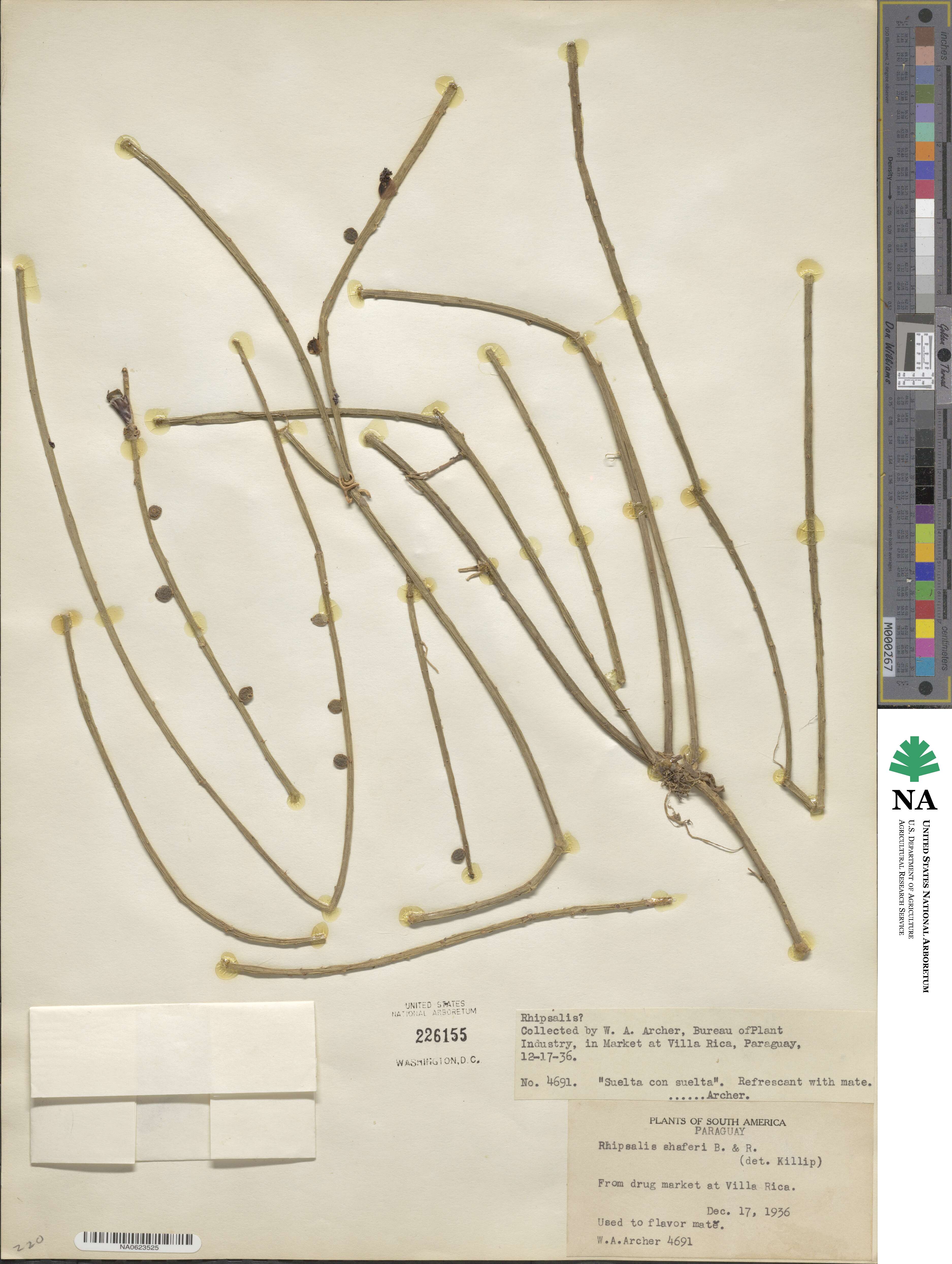 Rhipsalis parasitica subsp. shaferi image