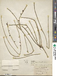 Rhipsalis parasitica subsp. shaferi image