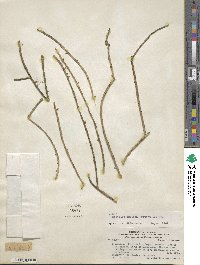 Rhipsalis parasitica image