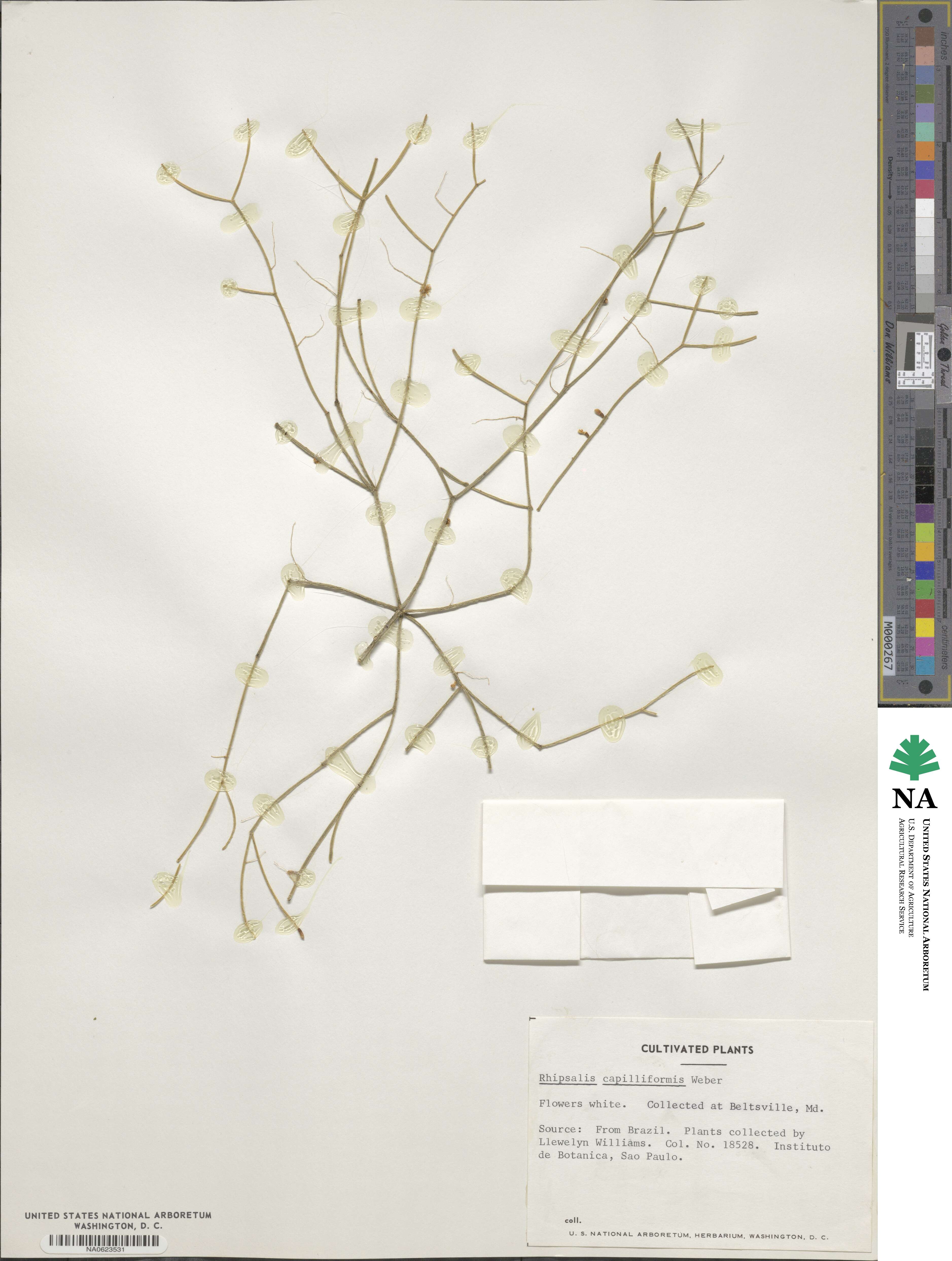 Rhipsalis teres f. capilliformis image