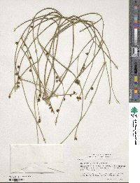 Rhipsalis parasitica image