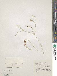 Image of Rhipsalis cribrata