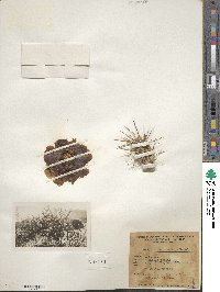 Cylindropuntia acanthocarpa subsp. acanthocarpa image