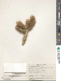 Image of Cylindropuntia echinocarpa