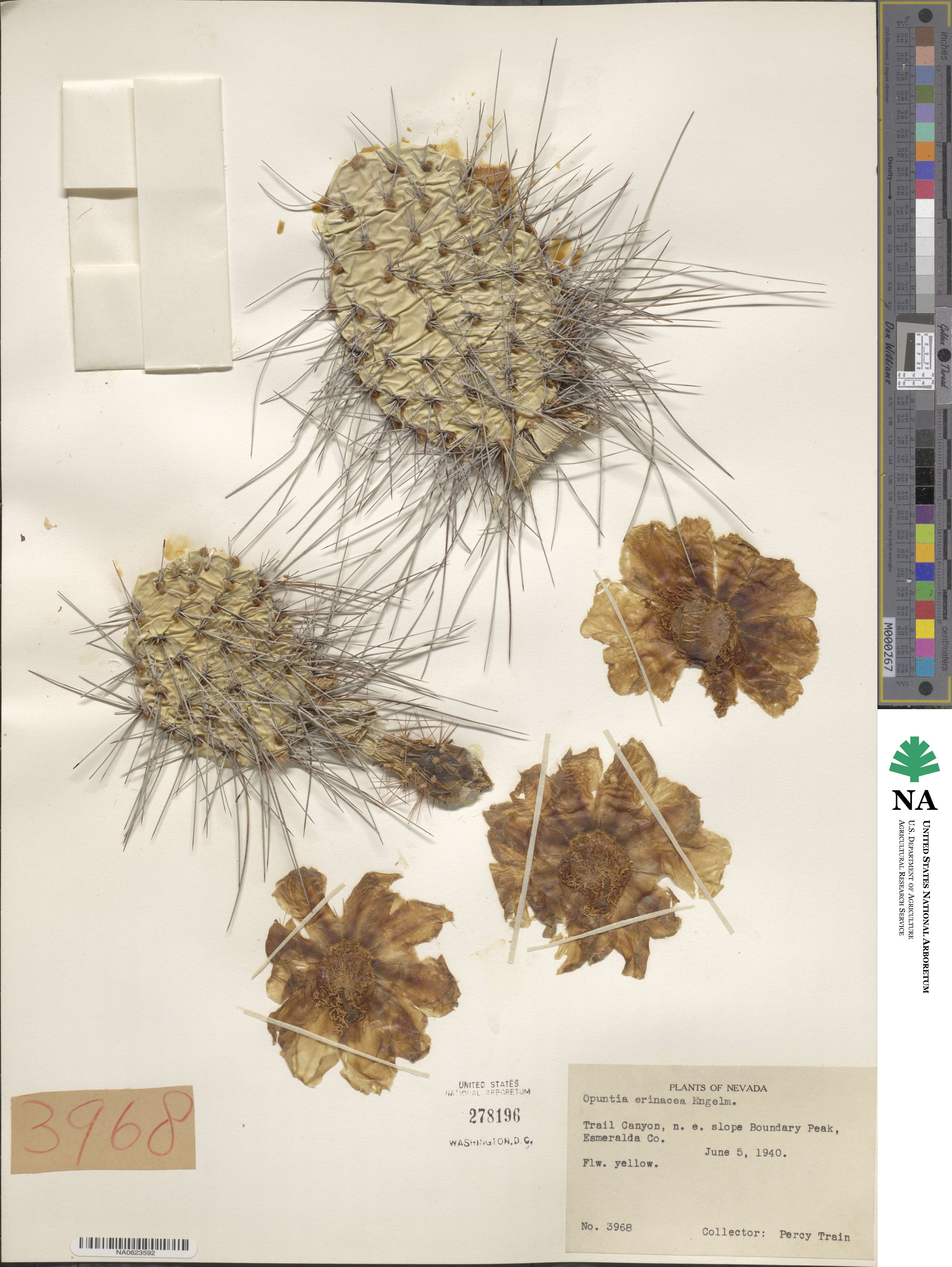 Opuntia polyacantha var. erinacea image