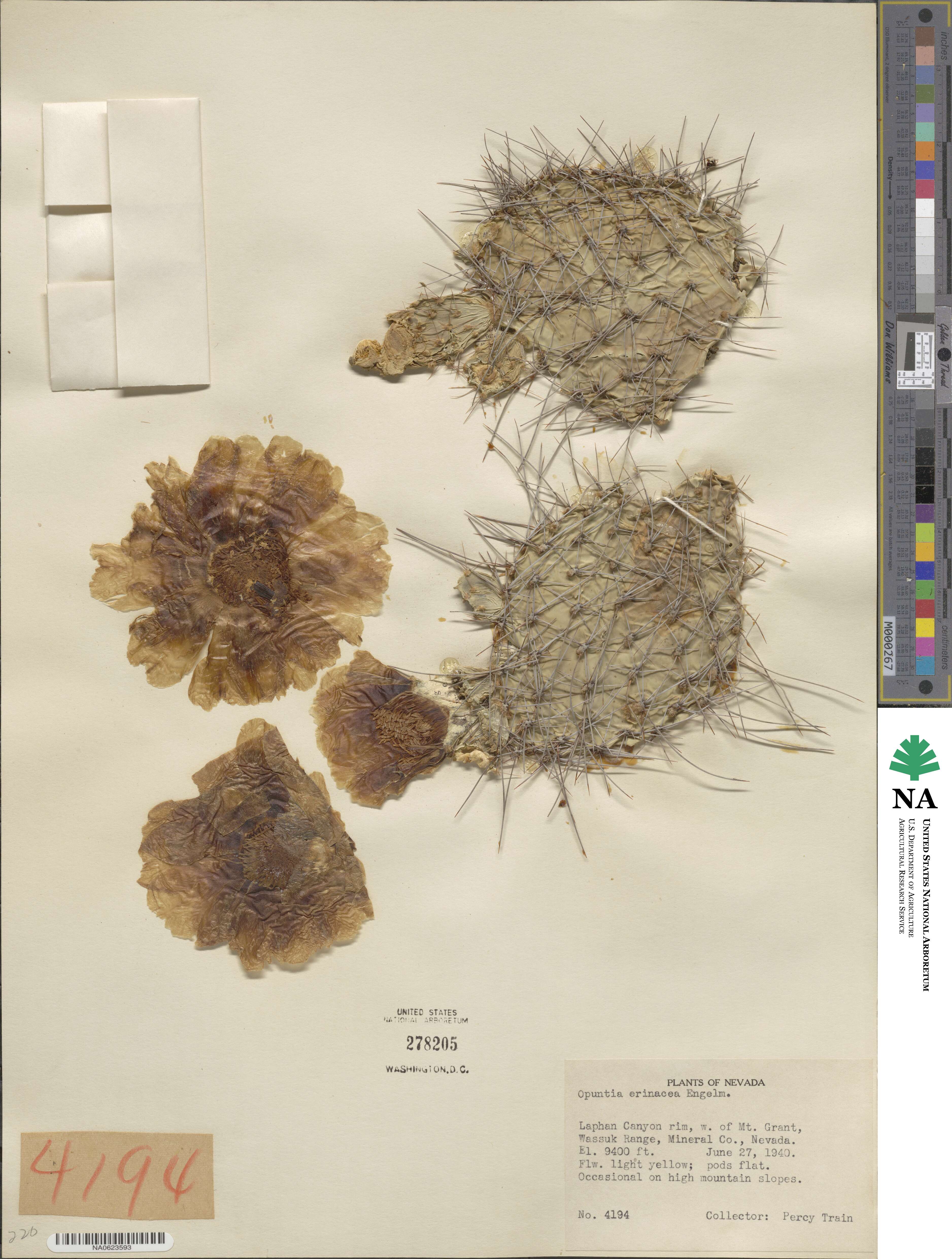 Opuntia polyacantha var. erinacea image