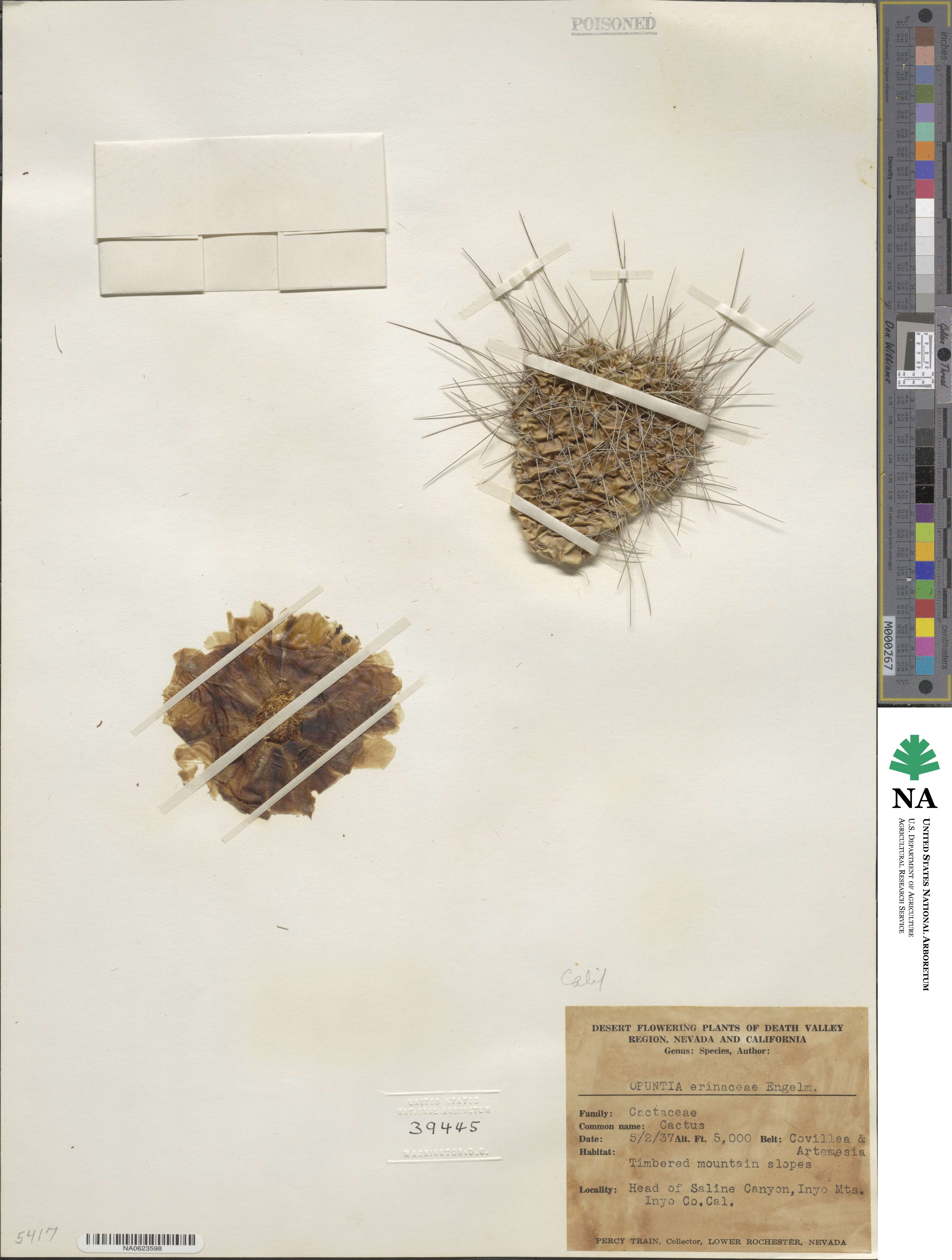 Opuntia polyacantha var. erinacea image