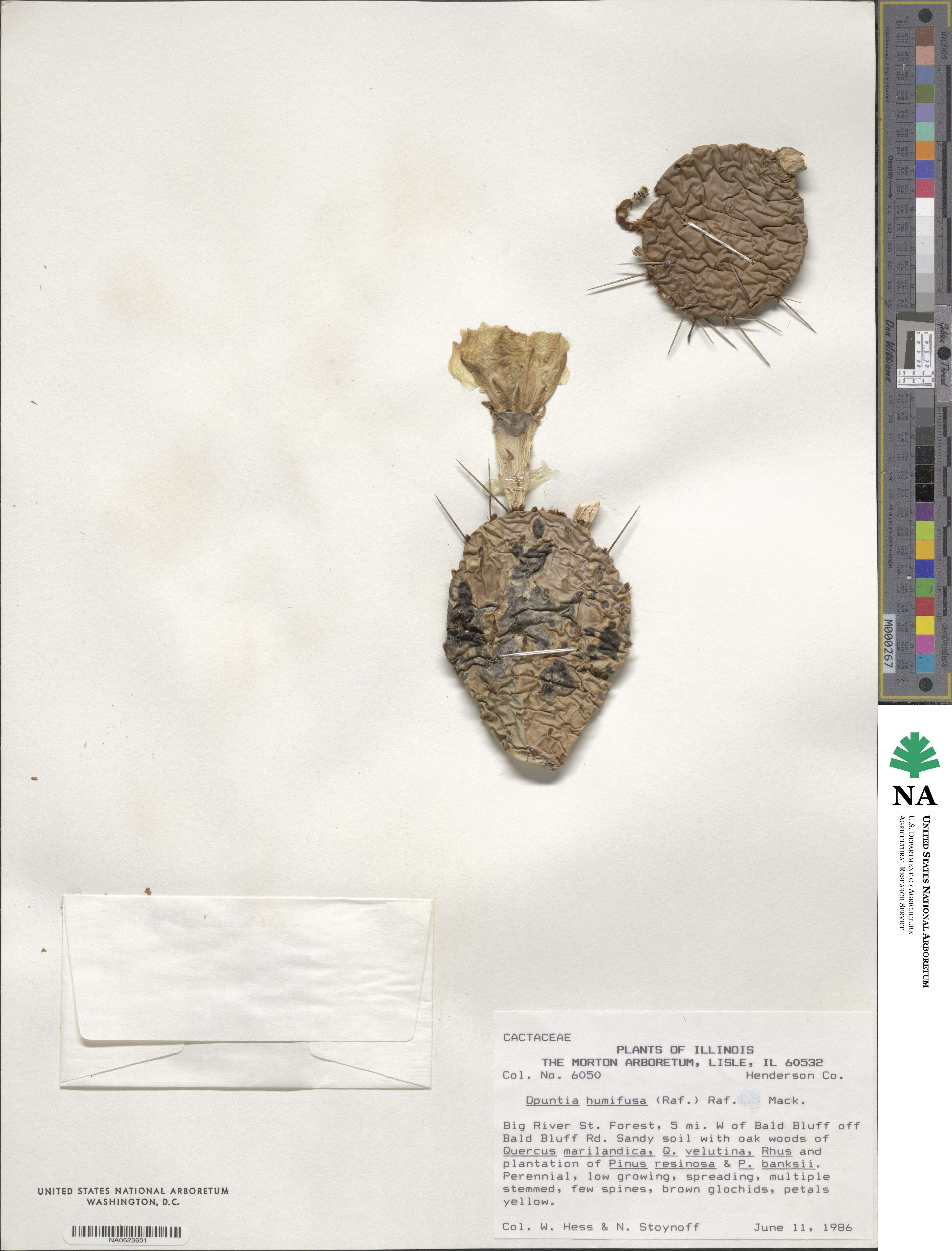 Cactaceae image
