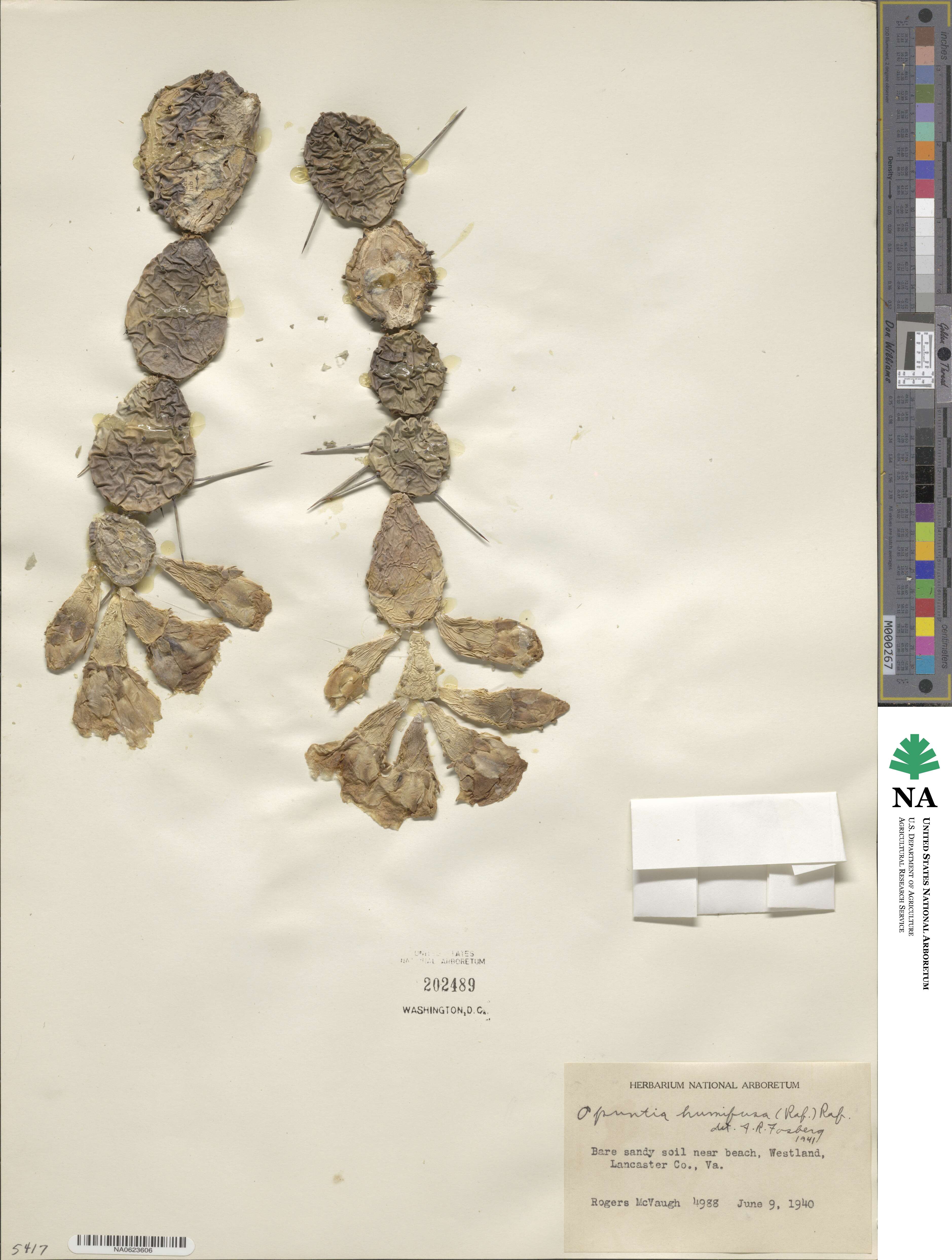Opuntia image