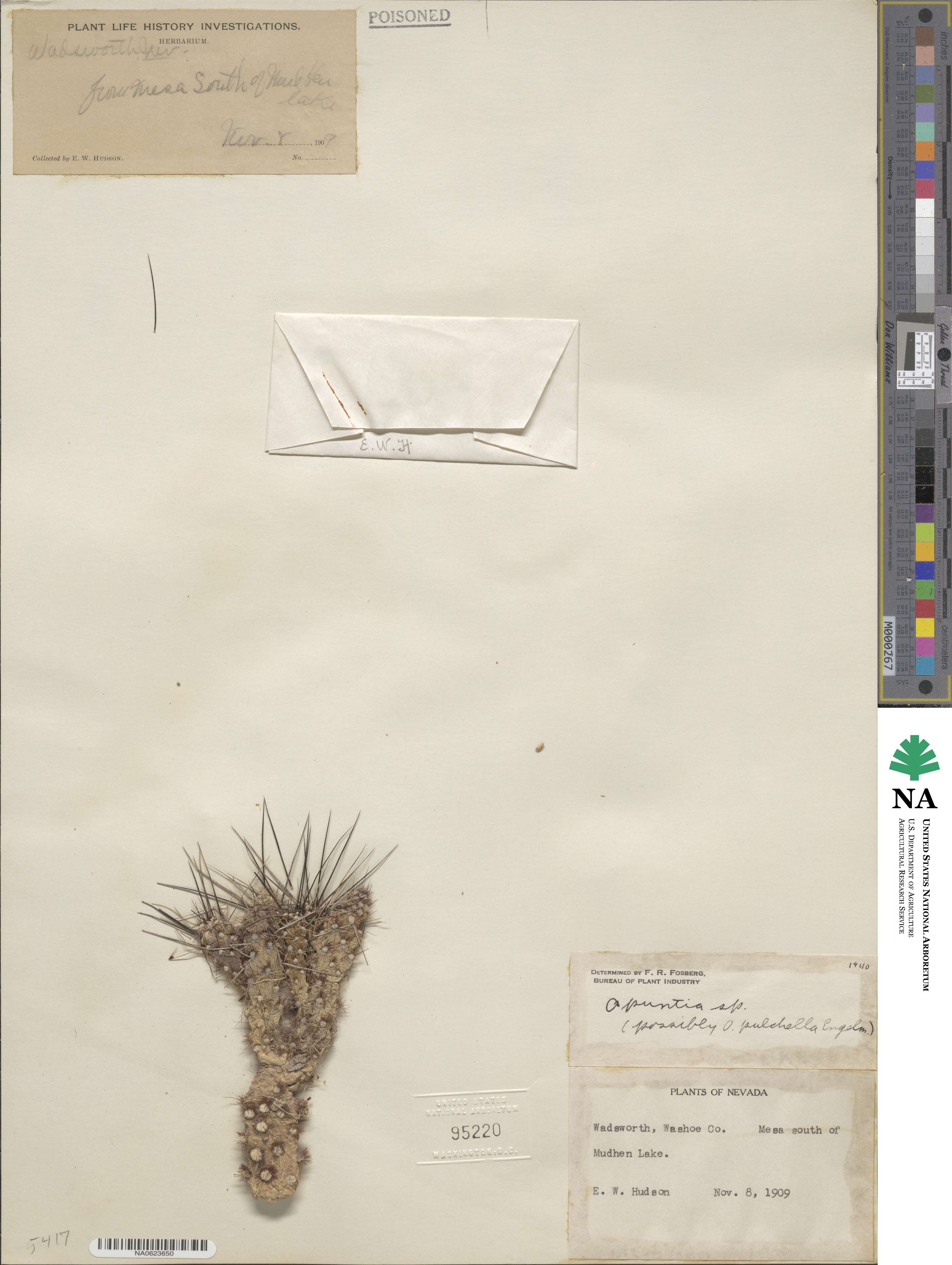 Micropuntia pulchella image