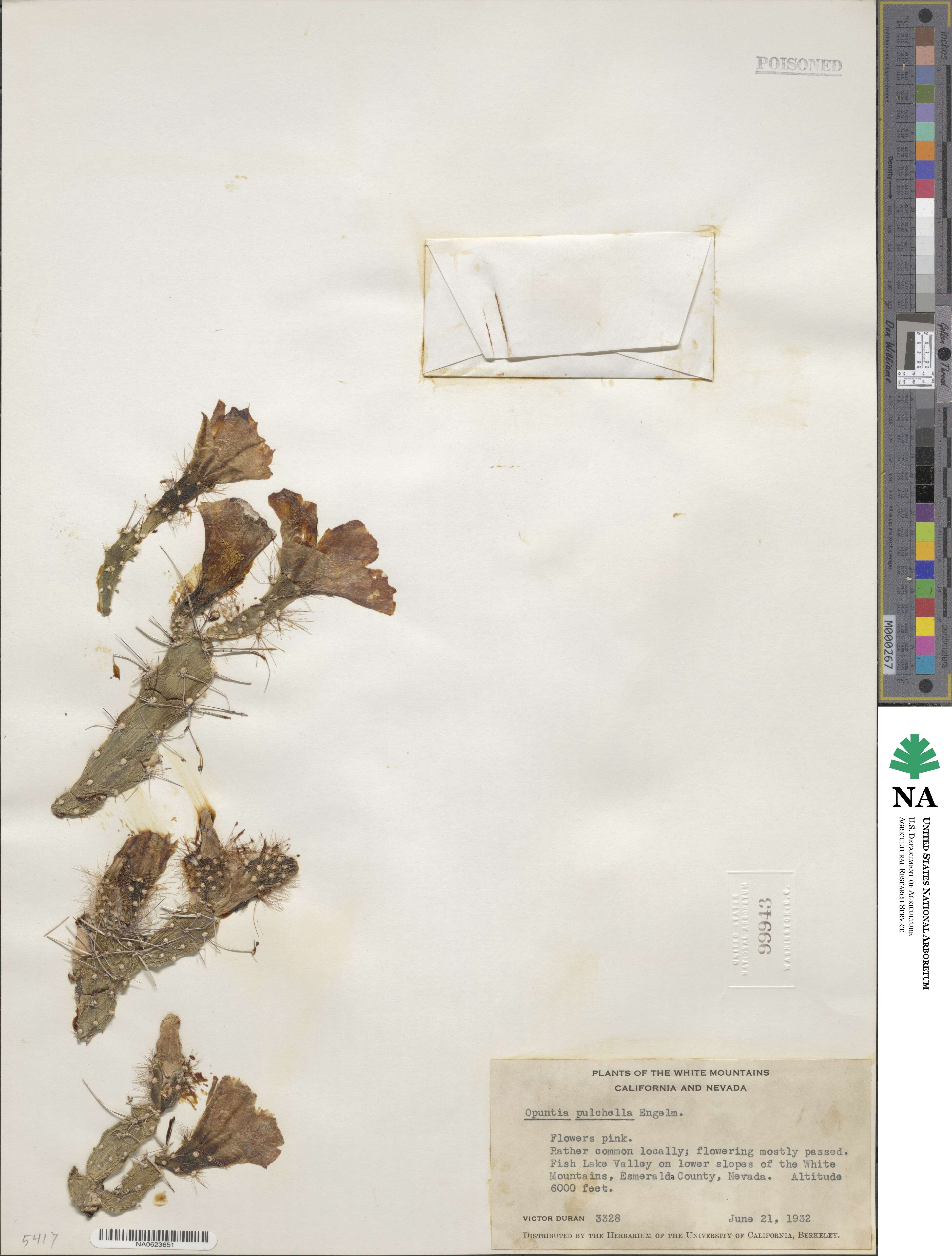 Micropuntia pulchella image