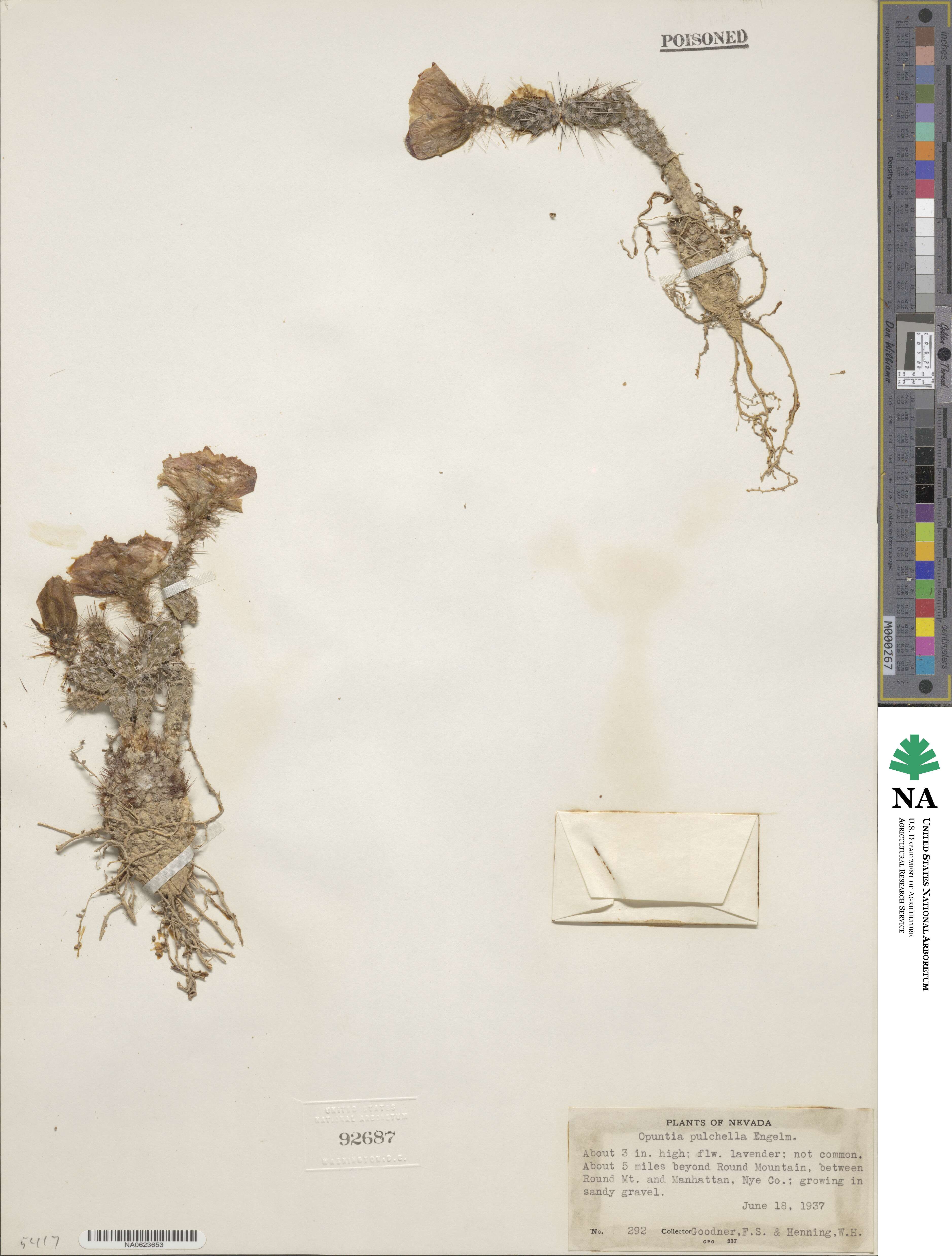 Micropuntia pulchella image